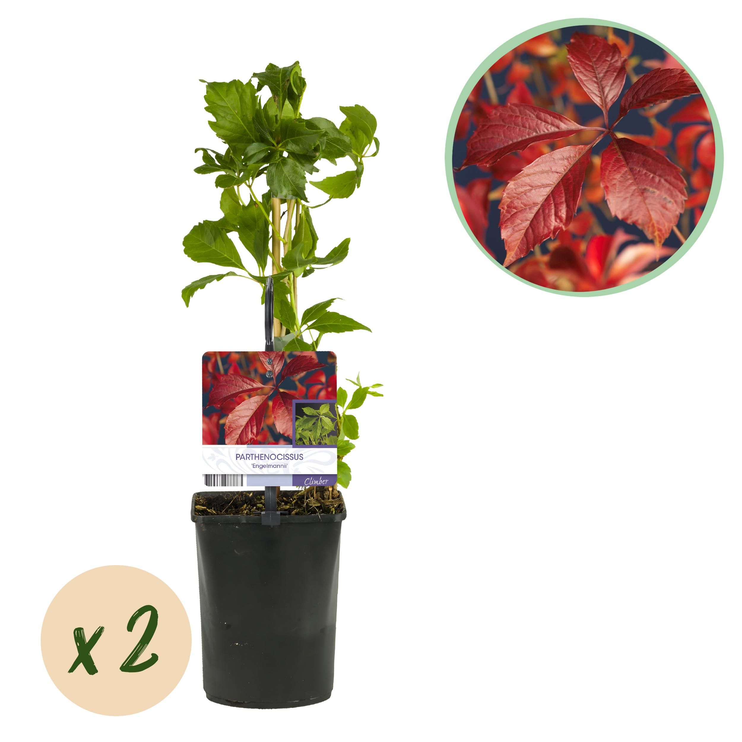 Wilde Wein | Parthenocissus Engelmannii | Blatt Grün/Rot | Pflegeleicht | 2 Pflanzen