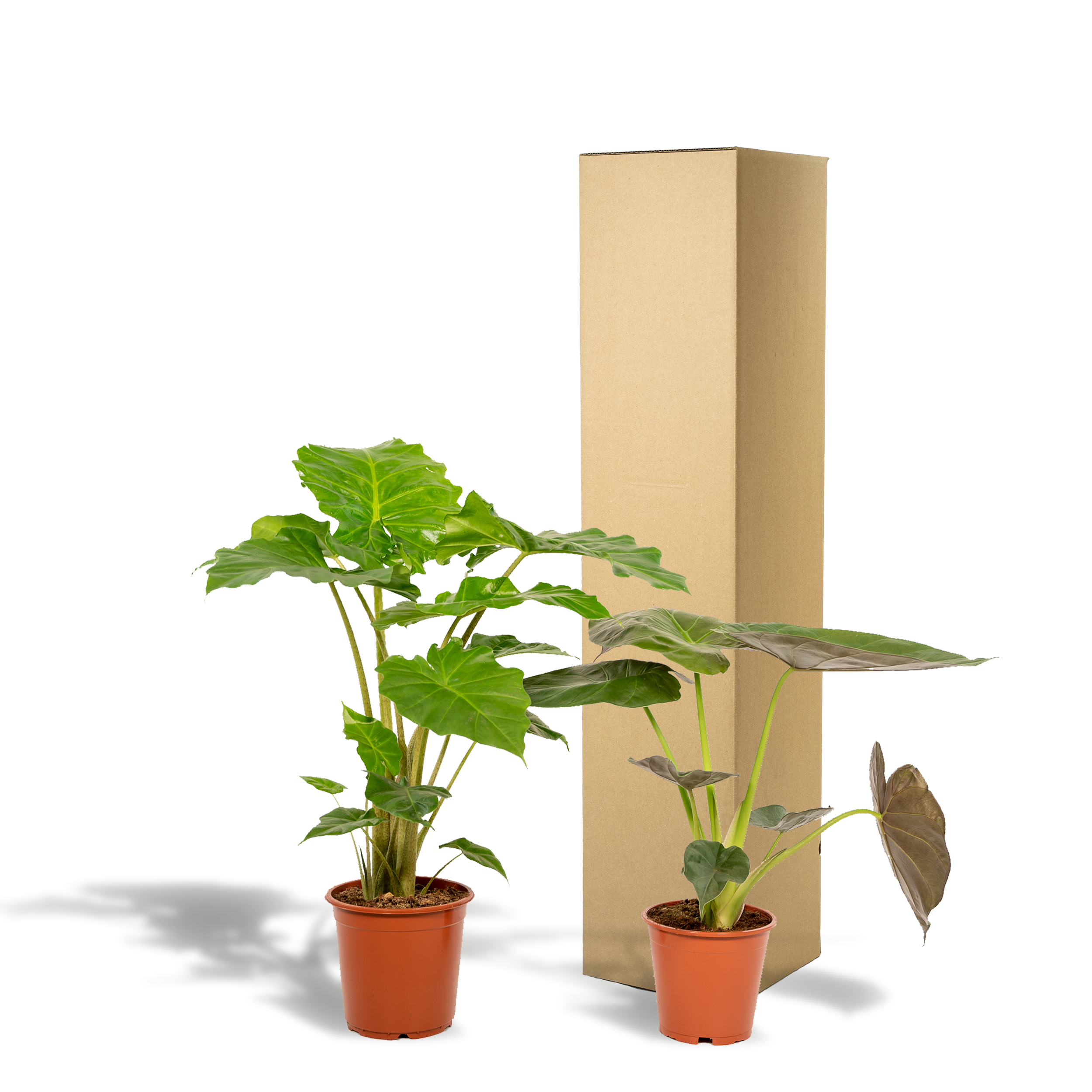 Alocasia Wentii und Portodora Zimmerpflanzen Set