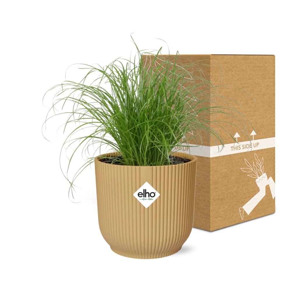 Cyperus Alternifolius Schirmpflanze im ELHO Fold Topf