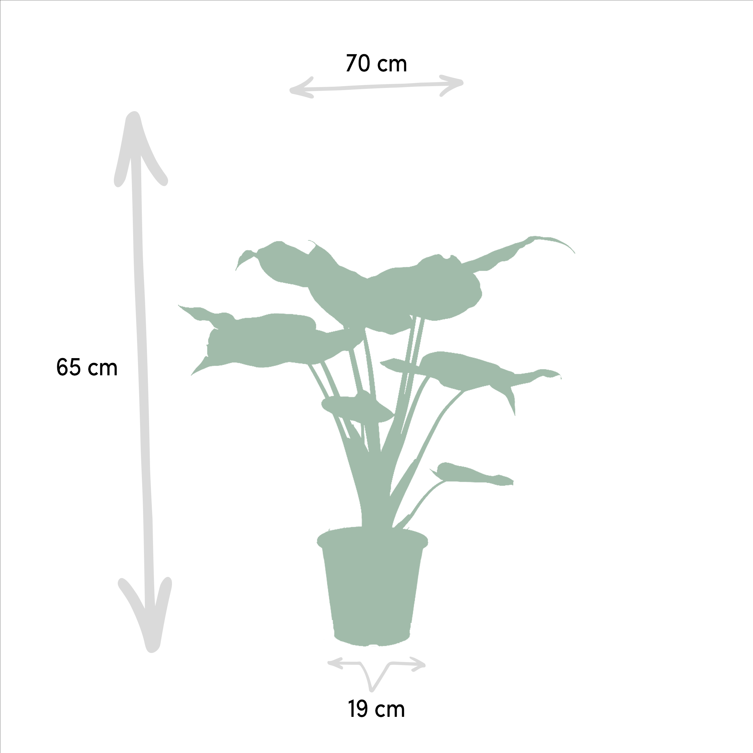 Alocasia Zimmerpflanzen-Set für tropisches Ambiente