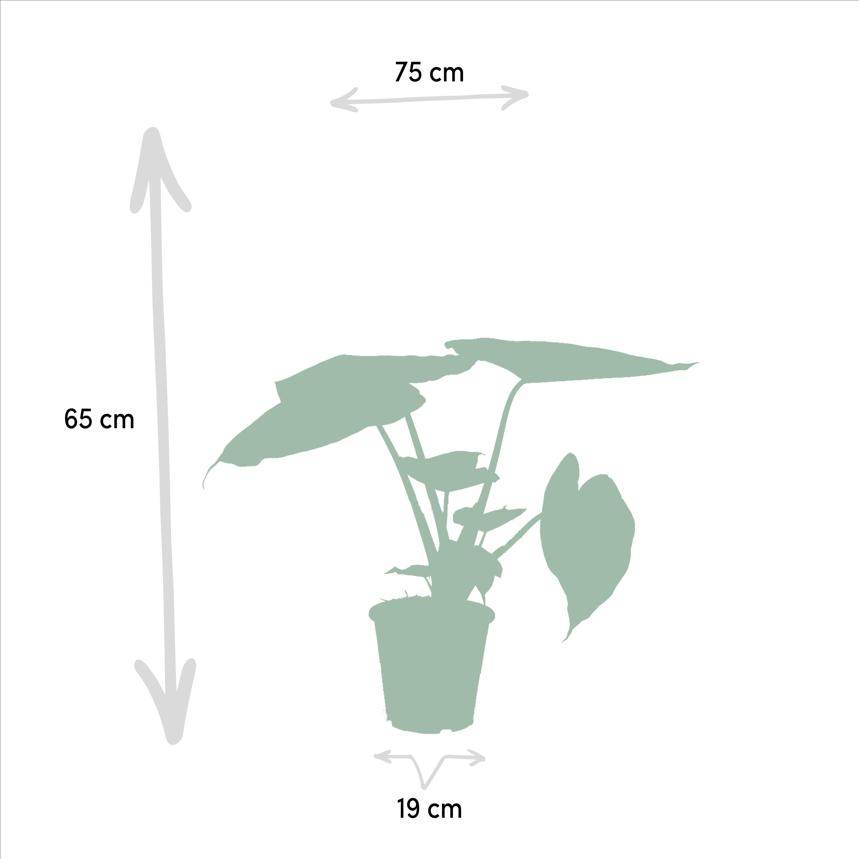 Alocasia Wentii und Portodora Zimmerpflanzen Set