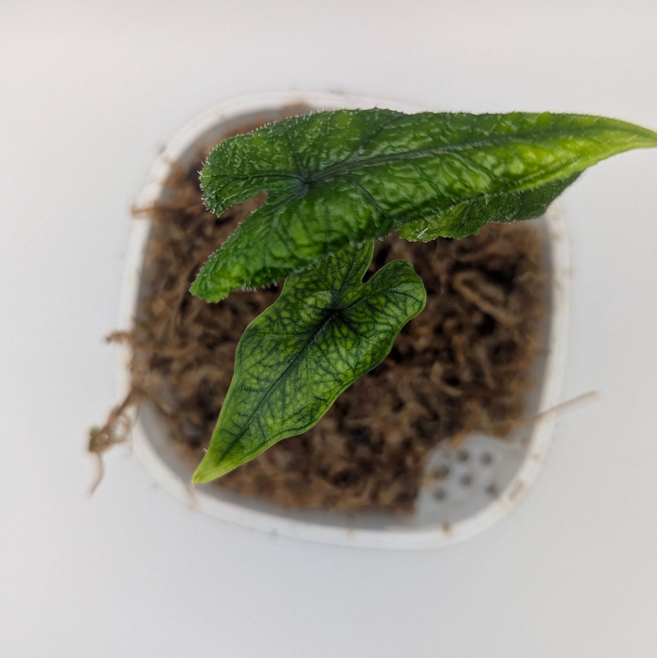 Alocasia baginda Jacklyn