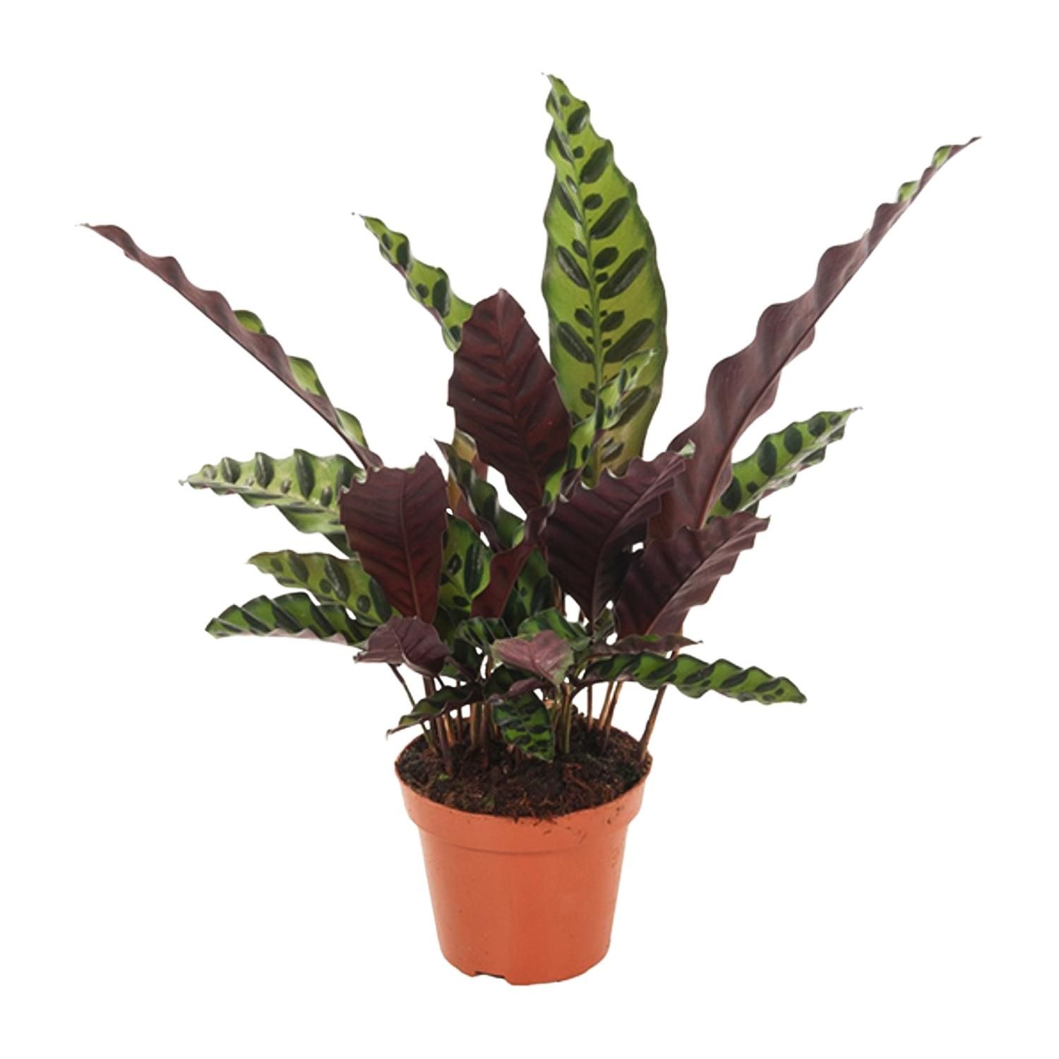 Calathea Insignis – Elegante Zimmerpflanze mit Musterblättern
