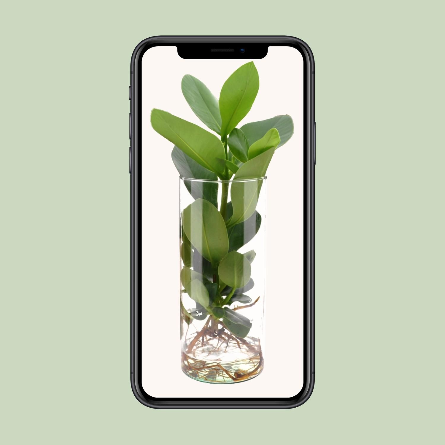 Clusia Hydroponie Pflanze im Glaszylinder