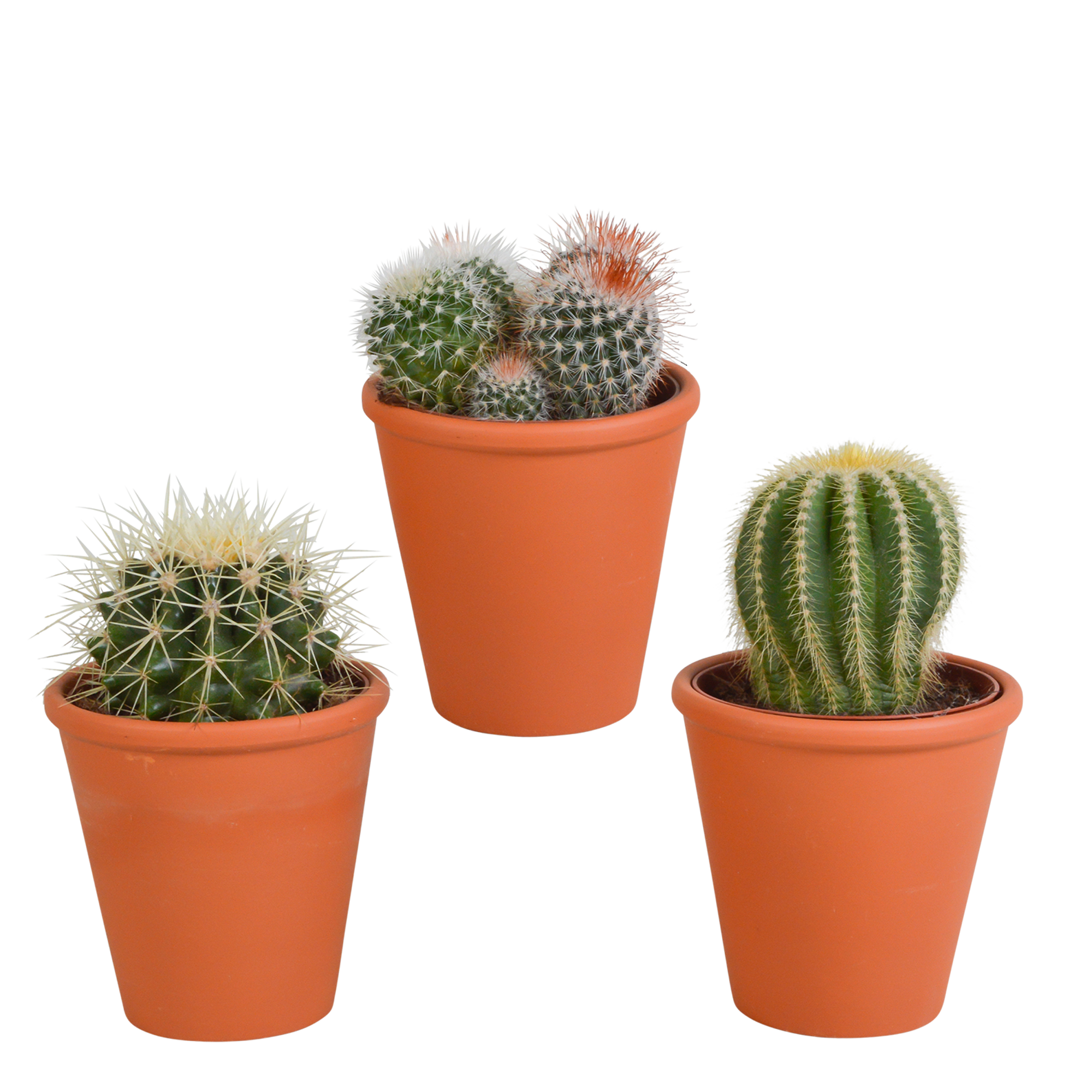 3x Bolcactus-Mischung 8,5 cm – in Terrakottatopf