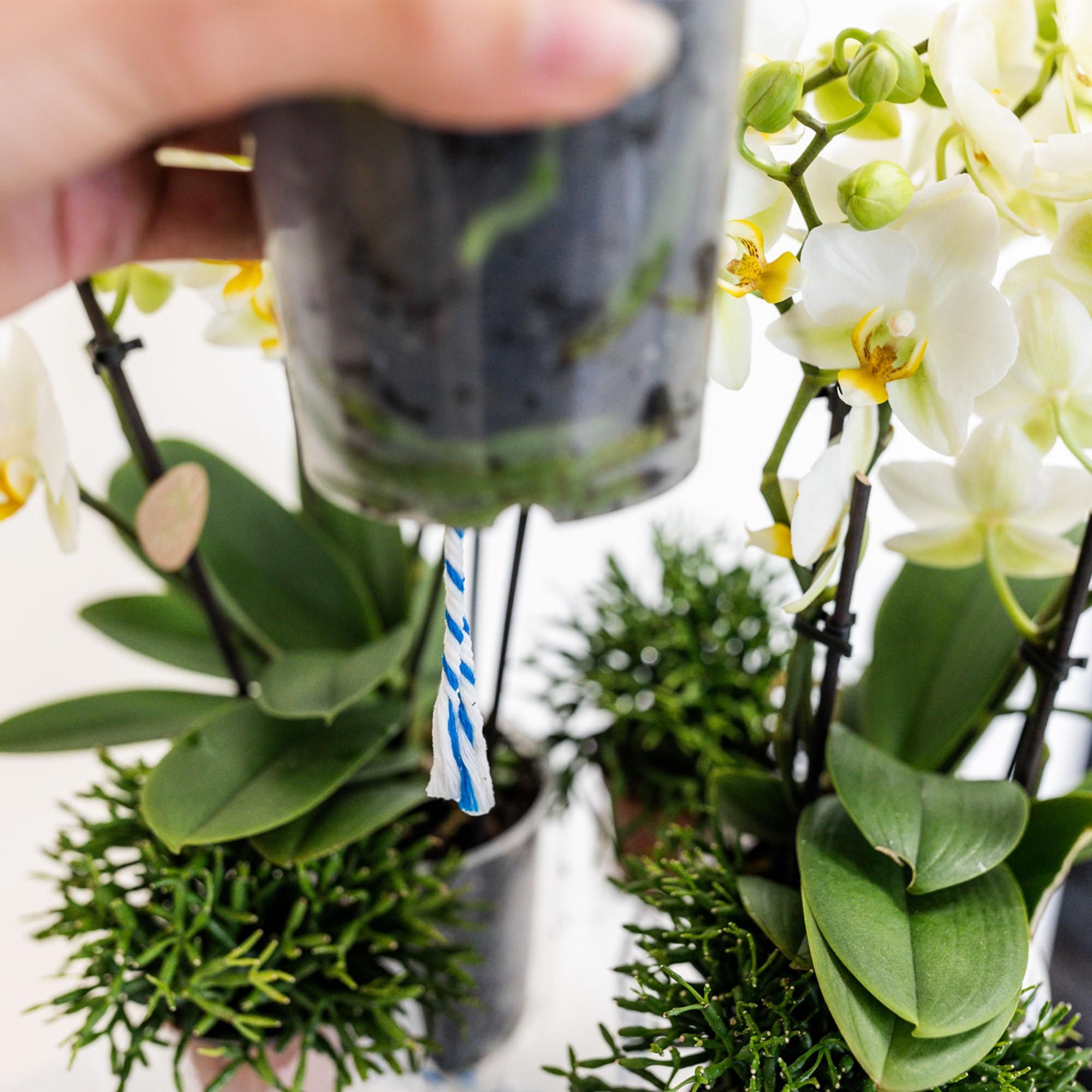 Kolibri Home Orchideen-Einlage mit Wasserreservoir