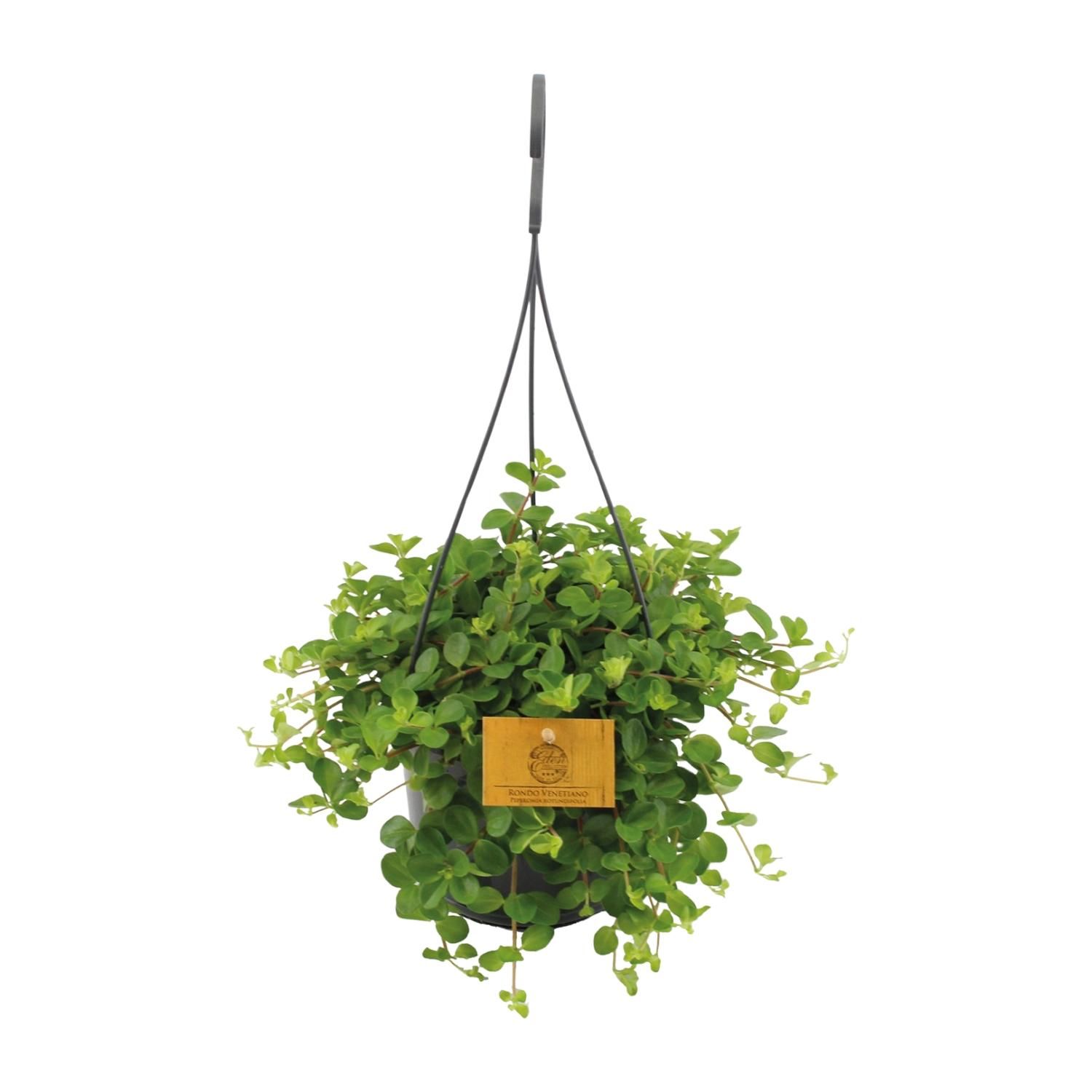 Peperomia Rotundifolia Zimmerpflanze