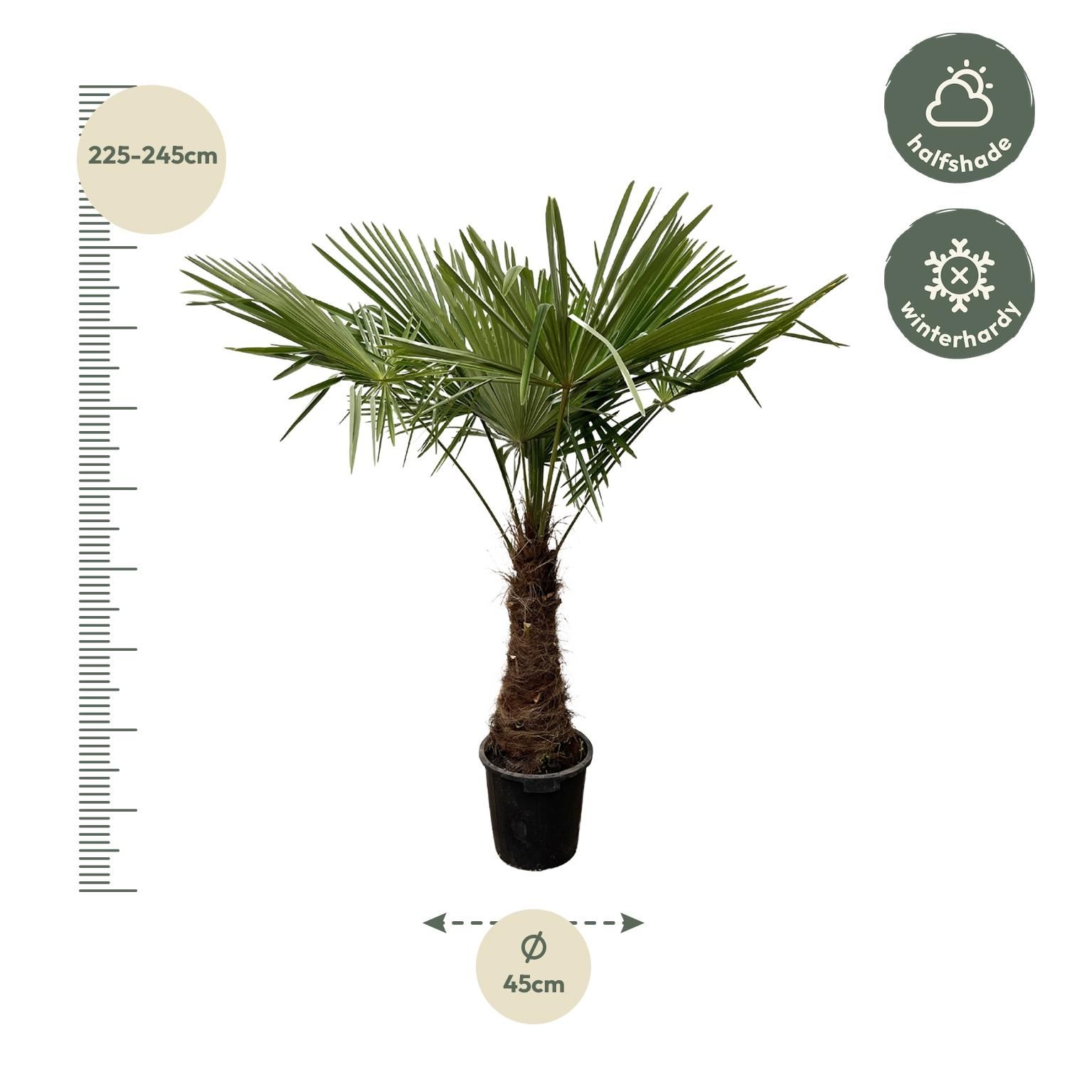 Trachycarpus Fortuneii Palme