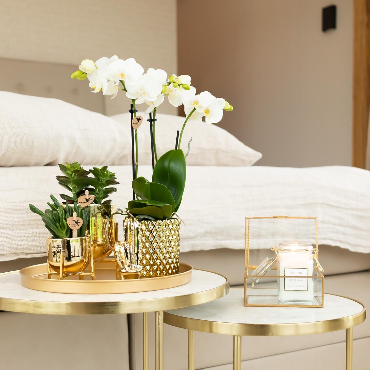 Phalaenopsis Orchidee Amabilis im goldenen Diamant-Dekotopf
