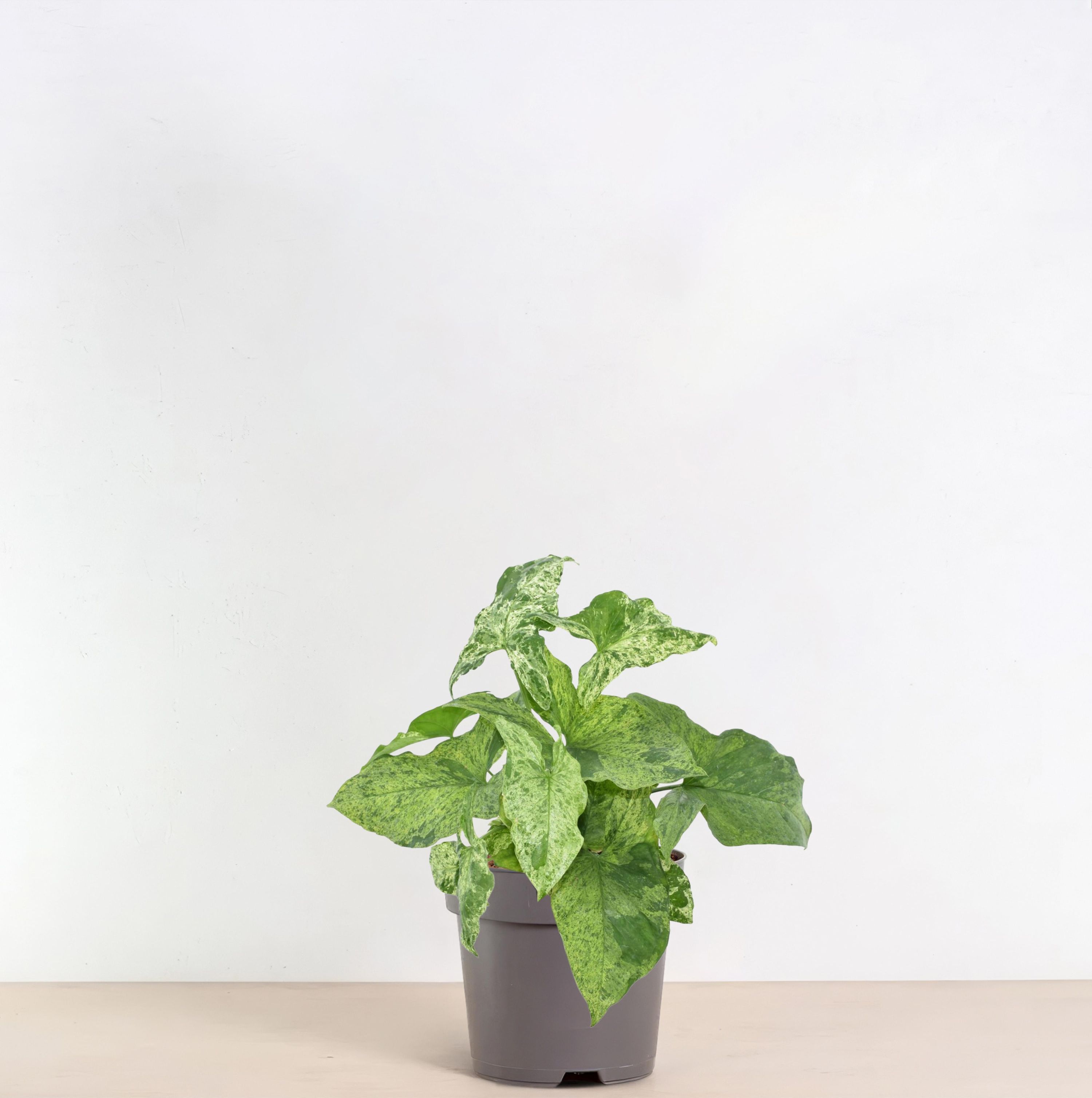 Syngonium Mottled Zimmerpflanze mit gemusterten Blättern