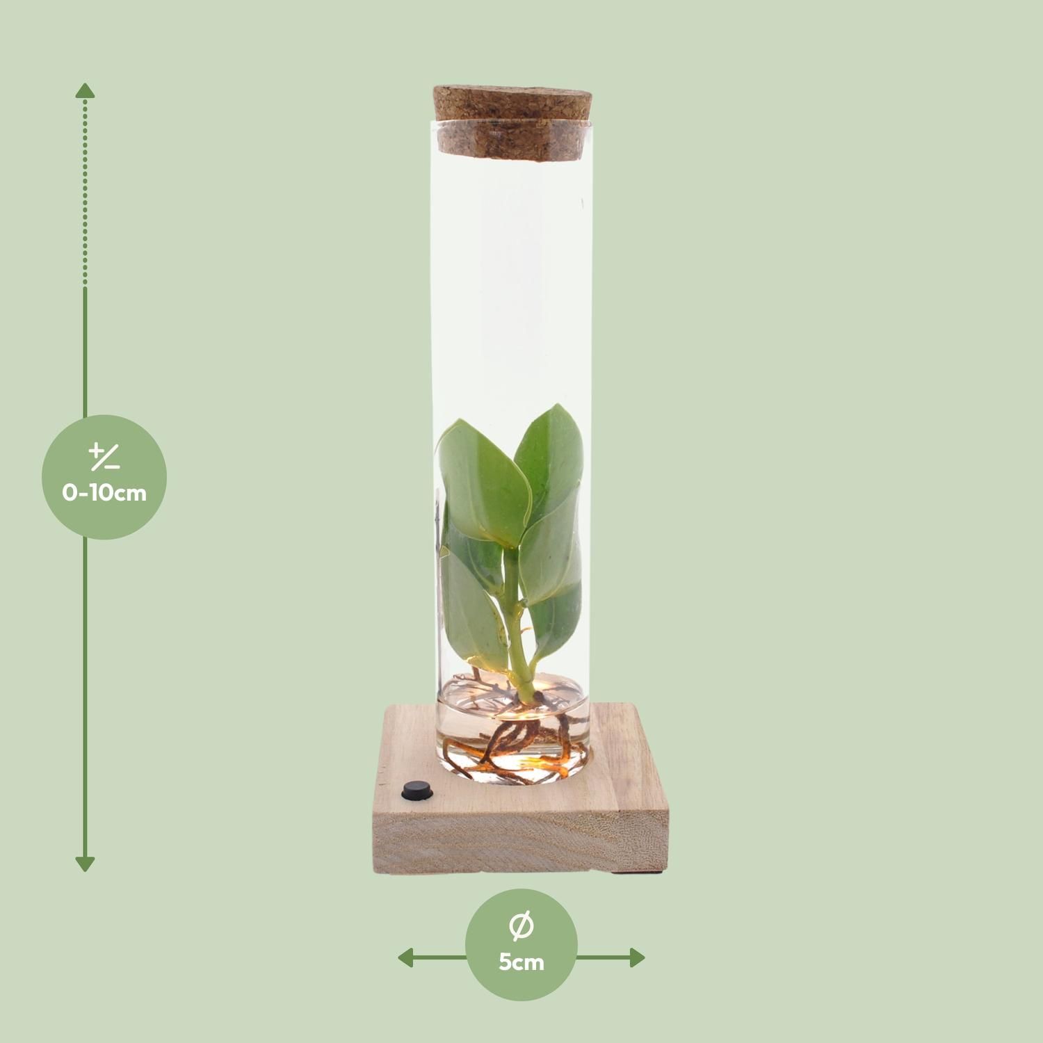 Clusia Hydroponie Pflanze in Glas mit LED