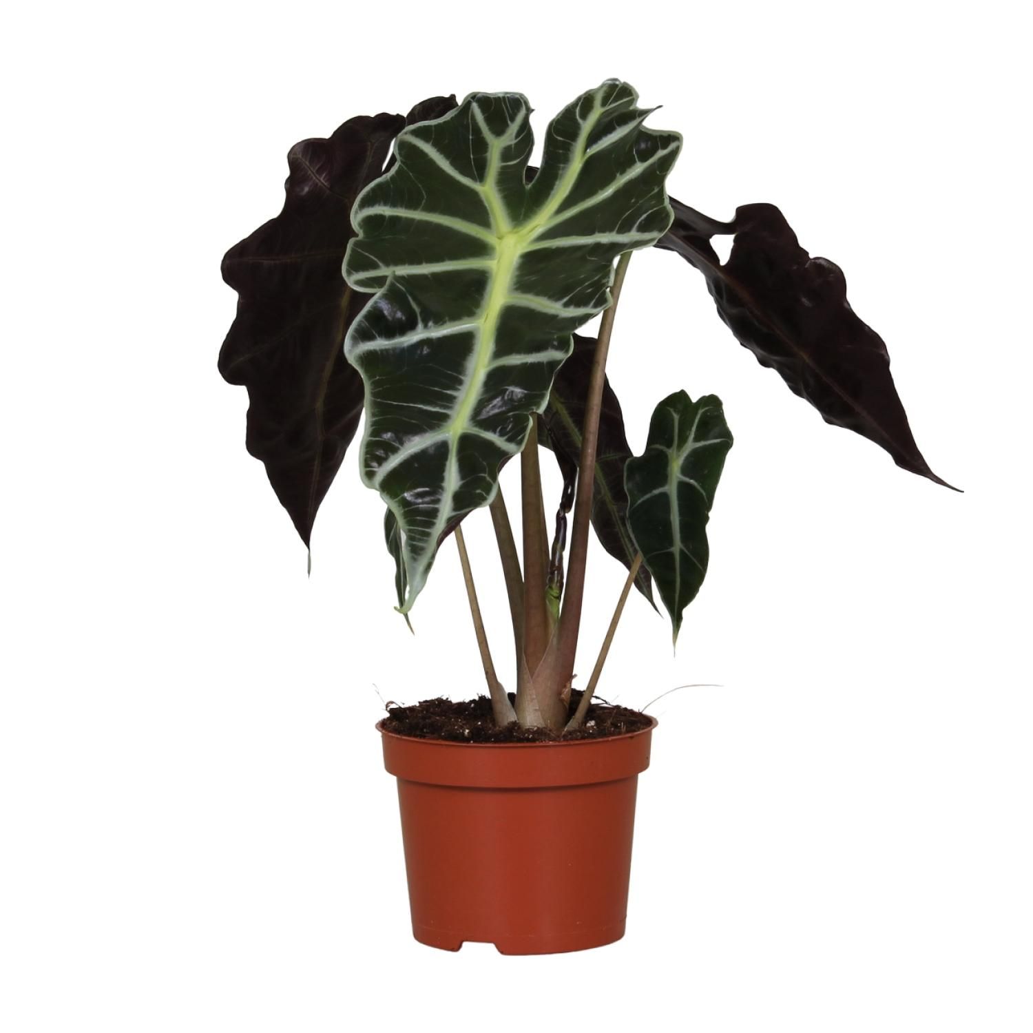 Alocasia Amazonica Polly Zimmerpflanze