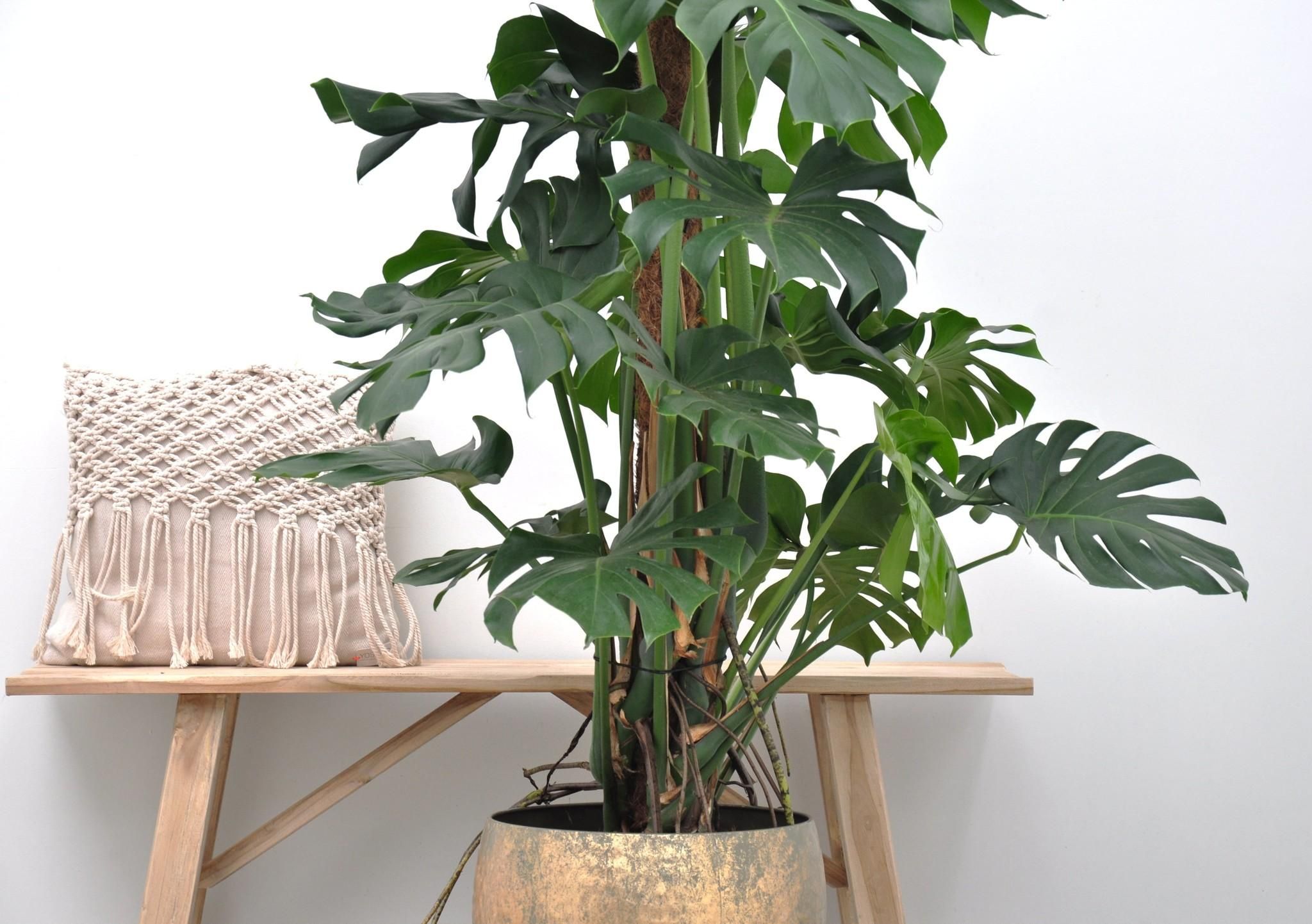 Monstera Deliciosa XXL Zimmerpflanze