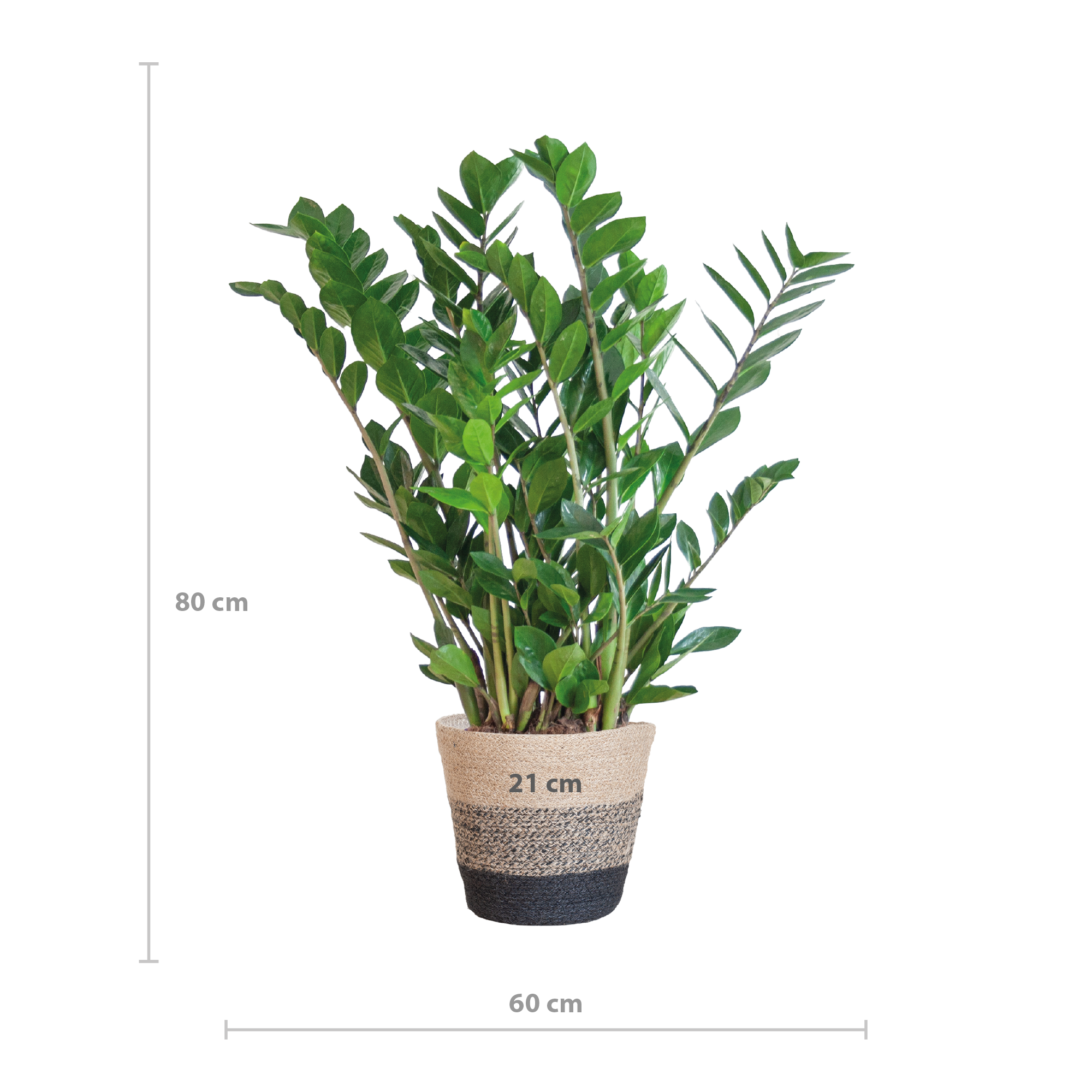Zamioculcas Zamiifolia mit Korb – 80cm hoch – Ø21cm