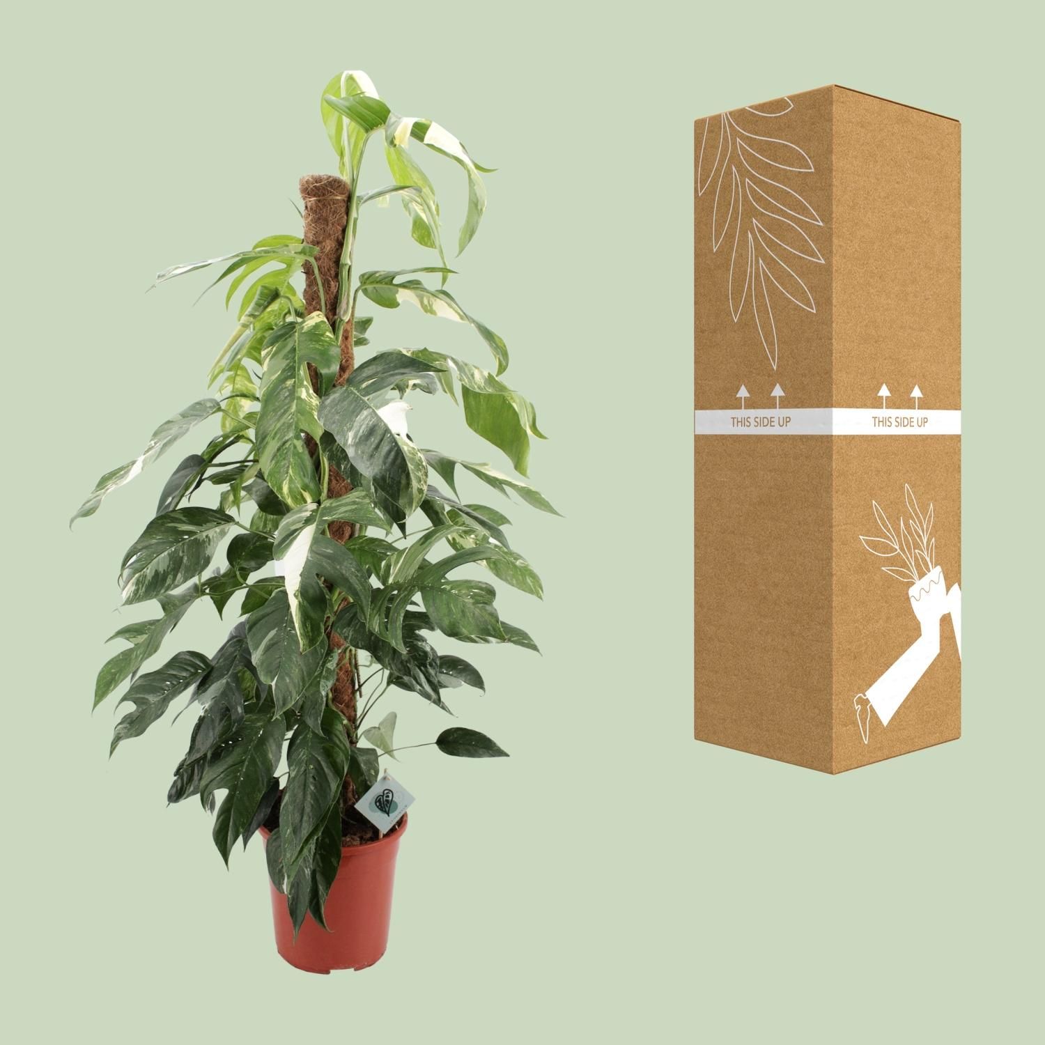 Epipremnum Pinnatum Albo Variegata Zimmerpflanze