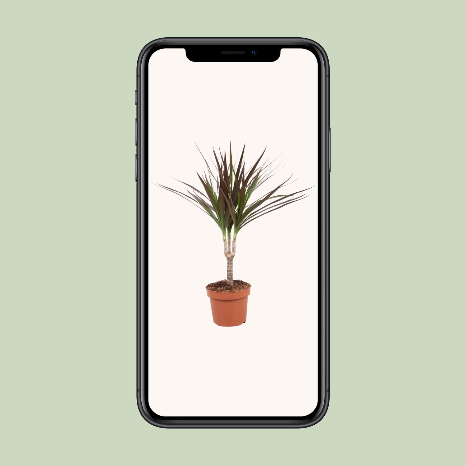 Dracaena Magenta Zimmerpflanze