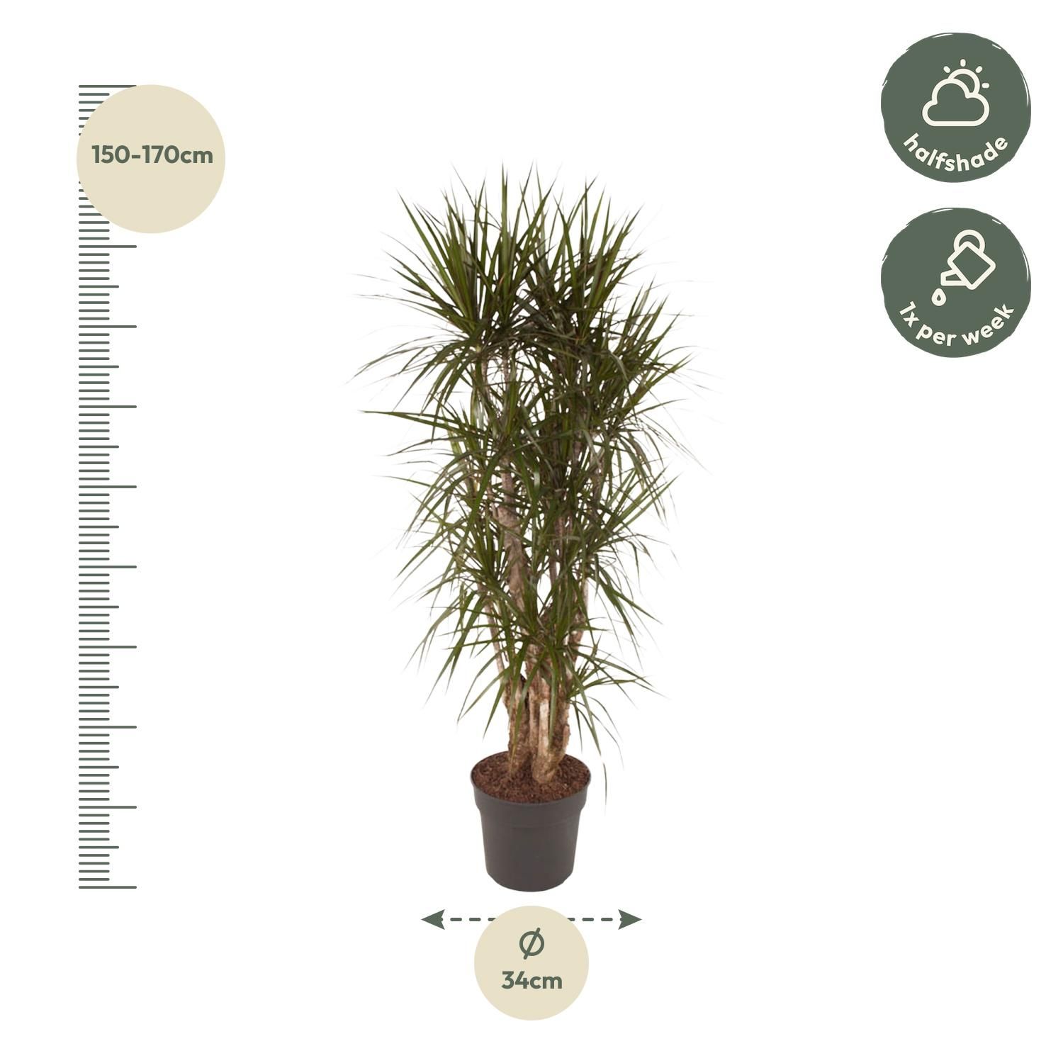 Dracaena Marginata elegante Zimmerpflanze