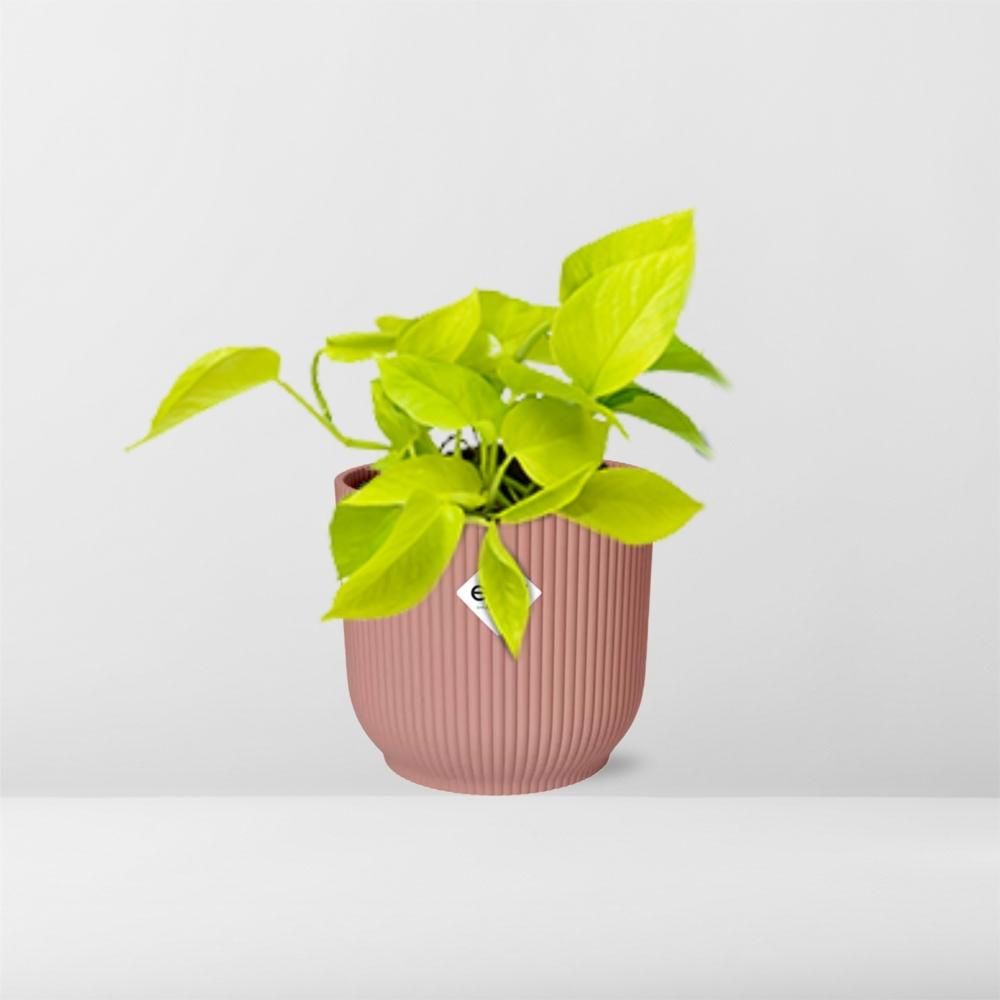 Goldener Efeutute Epipremnum Pinnatum in ELHO Vibes Fold Topf