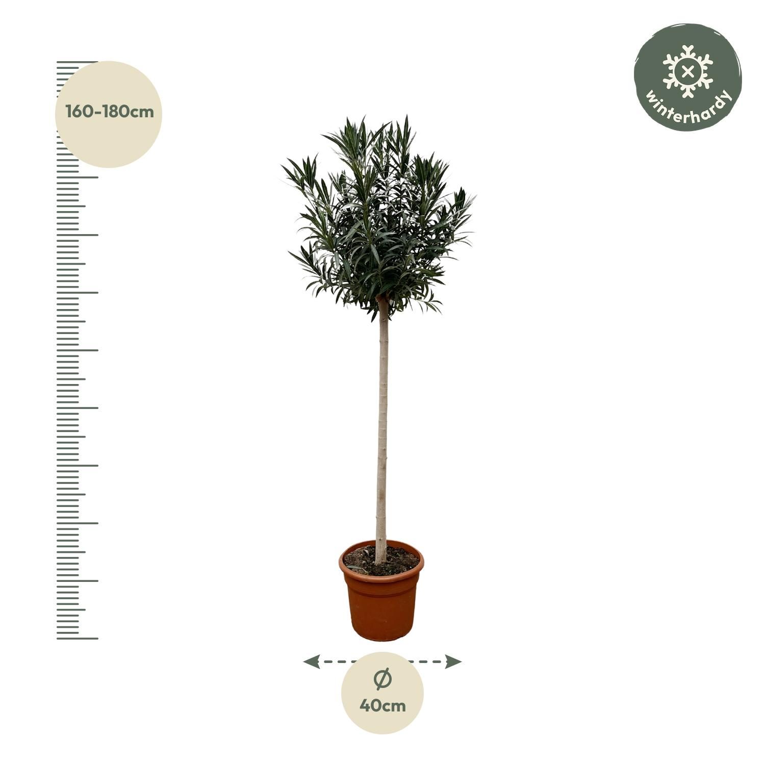 Nerium Oleander mit rosafarbenen Blüten