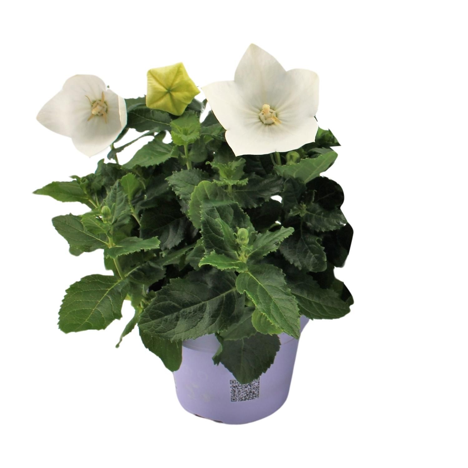 Ballonblume Platycodon White - Charmante Zimmerpflanze
