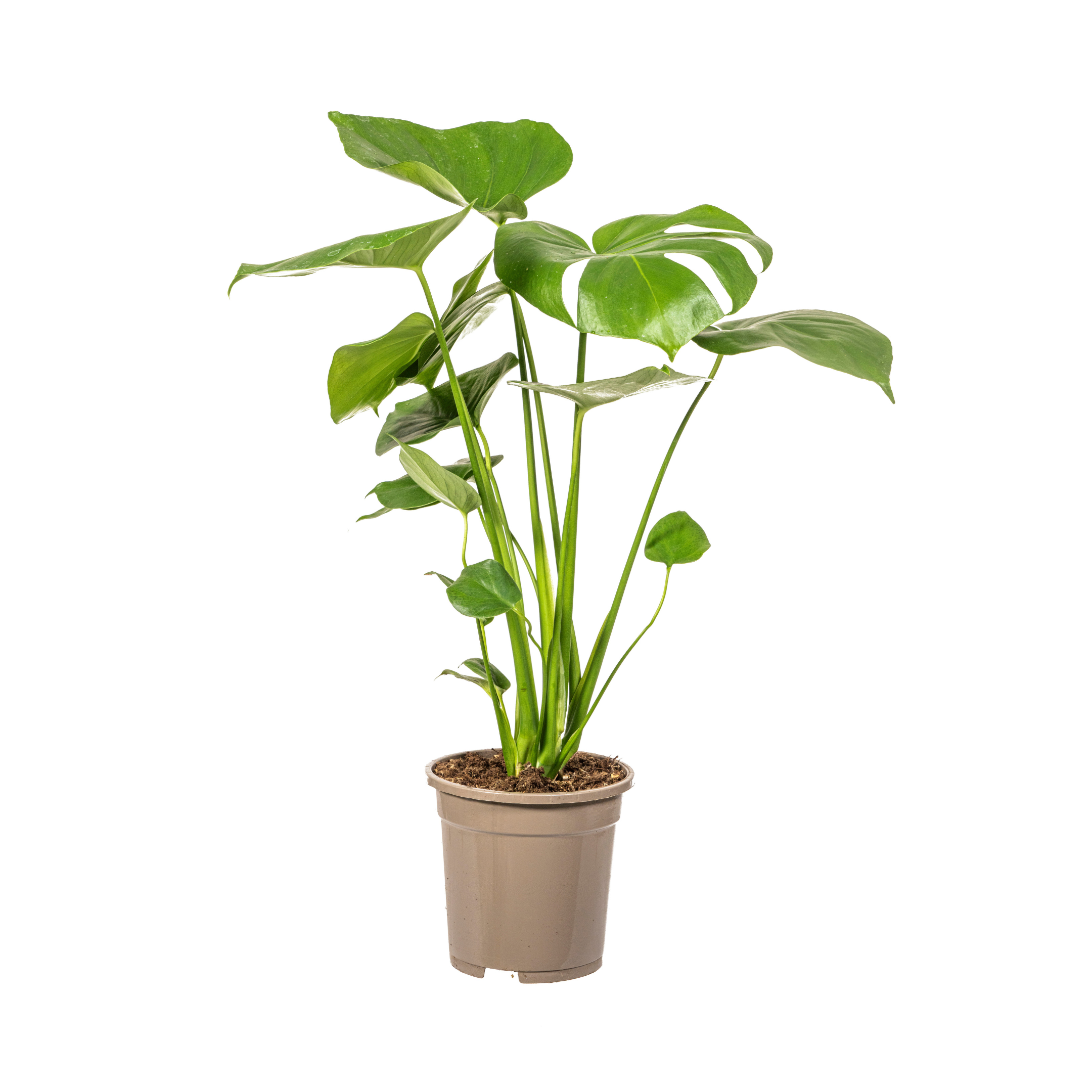 Monstera Deliciosa Tauerii – Topf Ø17cm – Höhe 50-70cm
