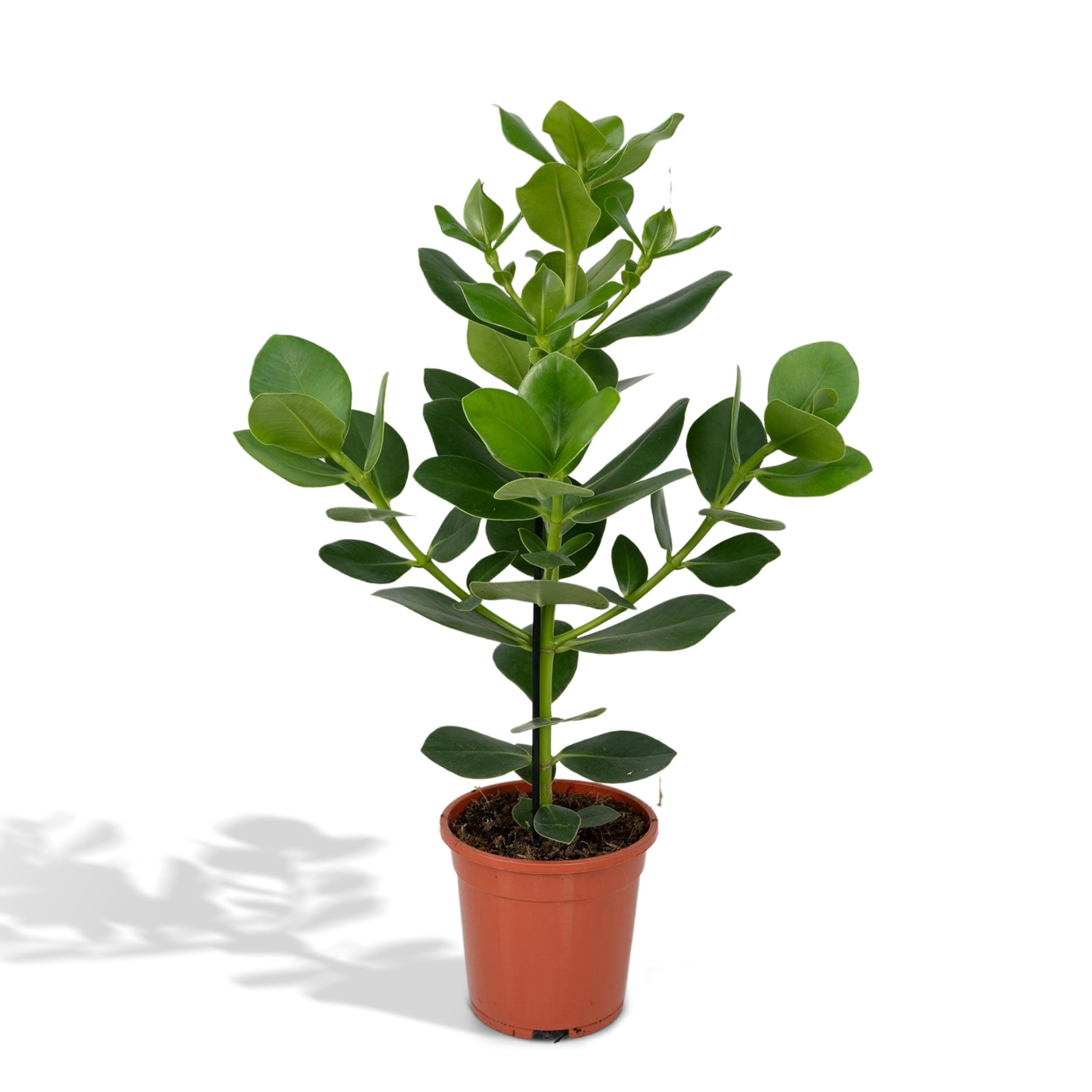 Clusia Rosea Princess Zimmerpflanze