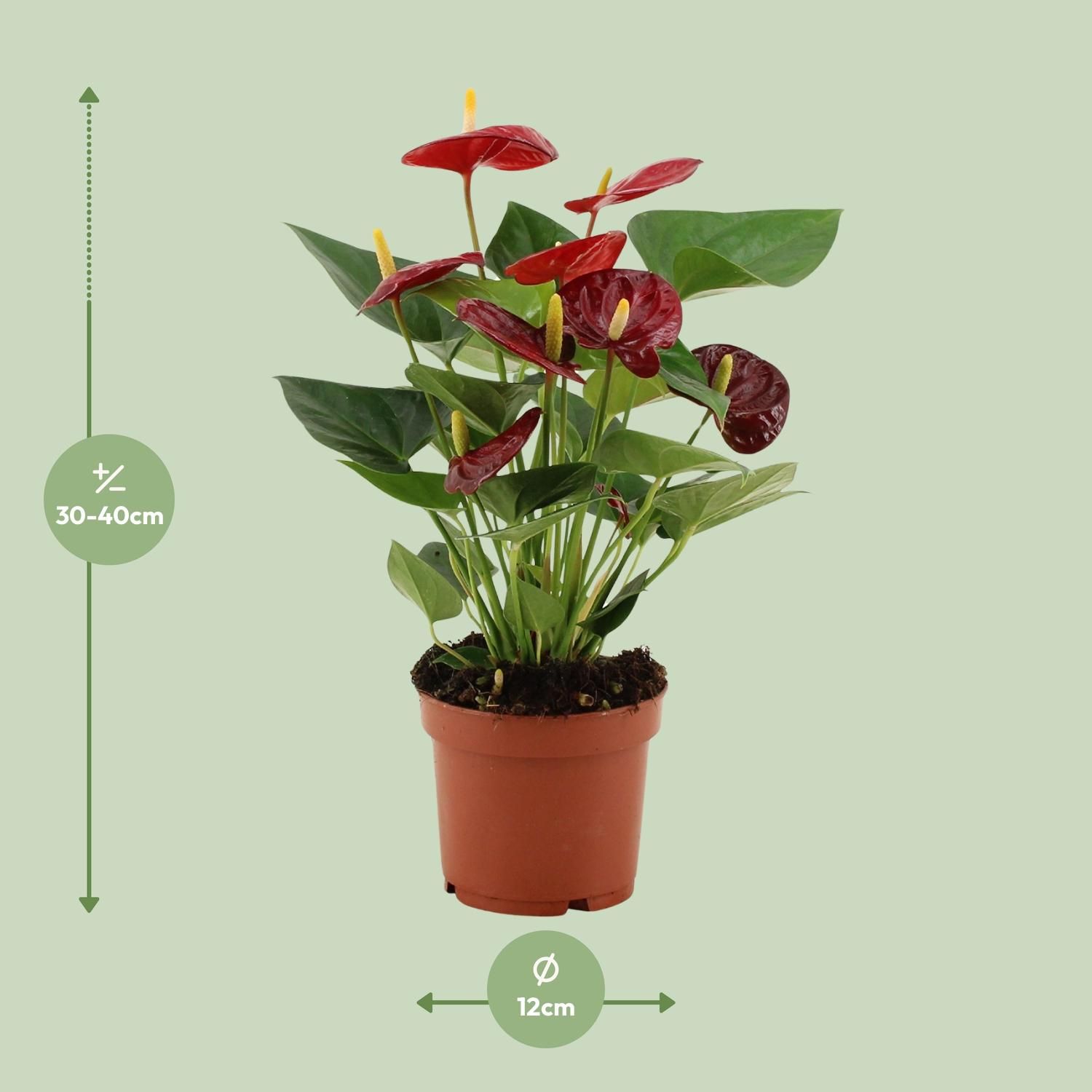 Anthurium Calon Zimmerpflanze