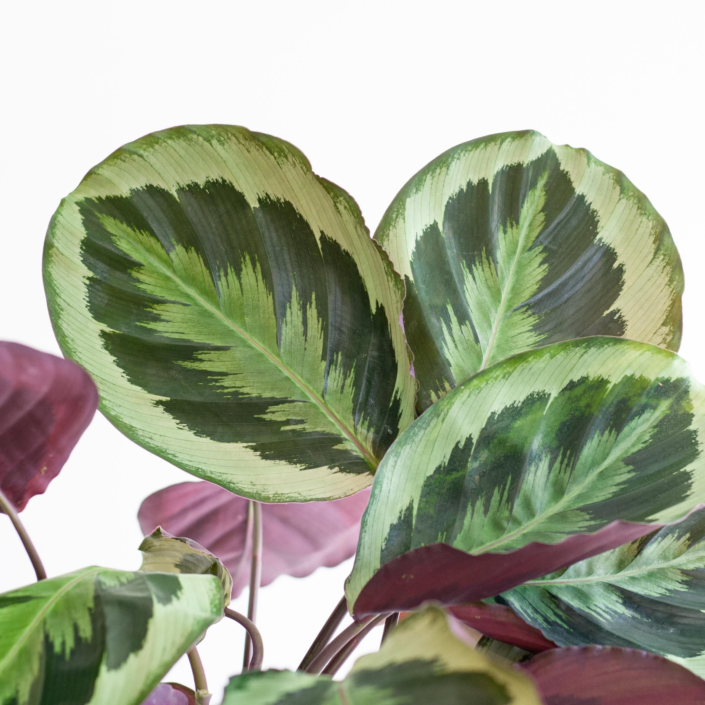 Calathea Medaillon Zimmerpflanze mit Viber Übertopf