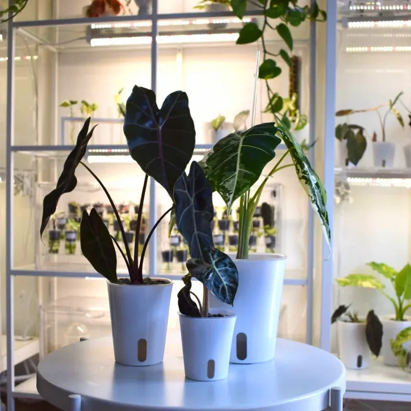 Self-watering pot with transparent insert for root control (planter colour:white, pot diameter in cm:9.5, height in cm:9.5)