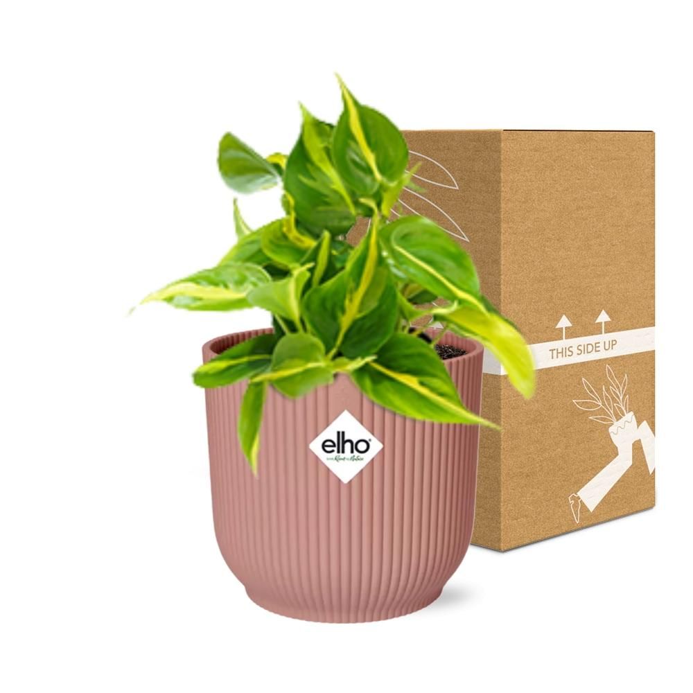 Philodendron Scandens Brasil Zimmerpflanze
