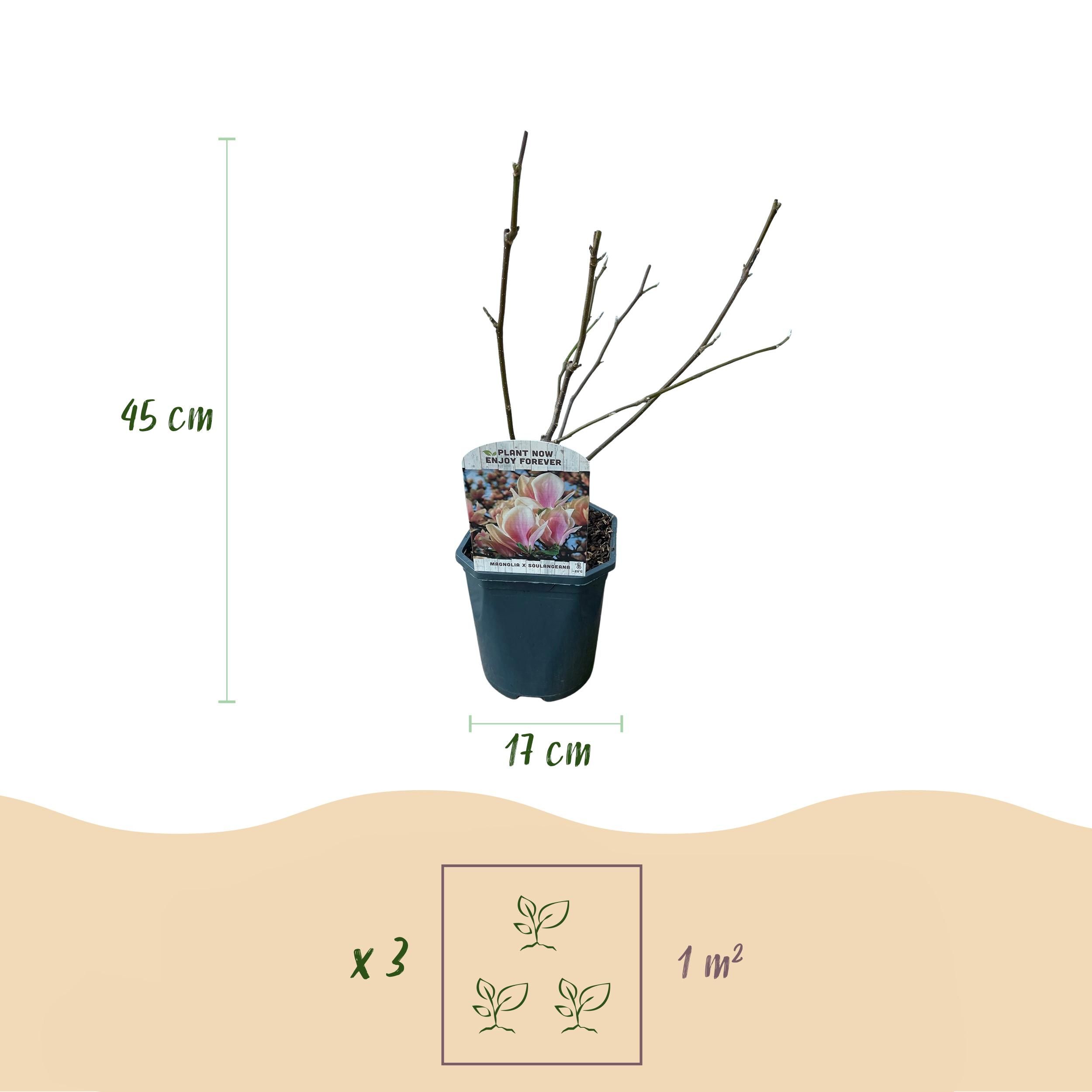 Magnolia Soulangiana Strauch – Blüten Hellrosa – Laubabwerfend – Wenig Pflege