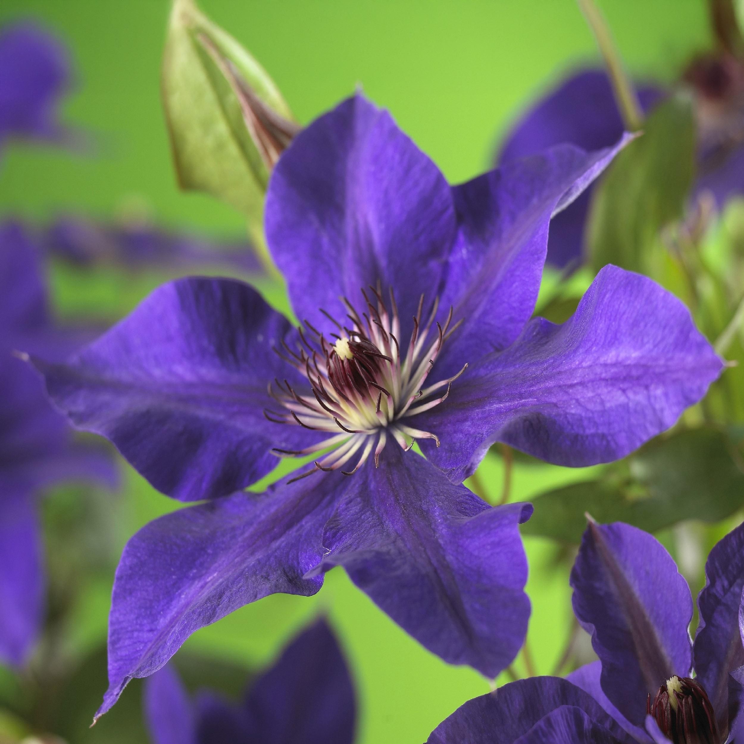 Kletterpflanze Clematis The President | Rosa Blüte | Wenig Pflege | 2 Pflanzen