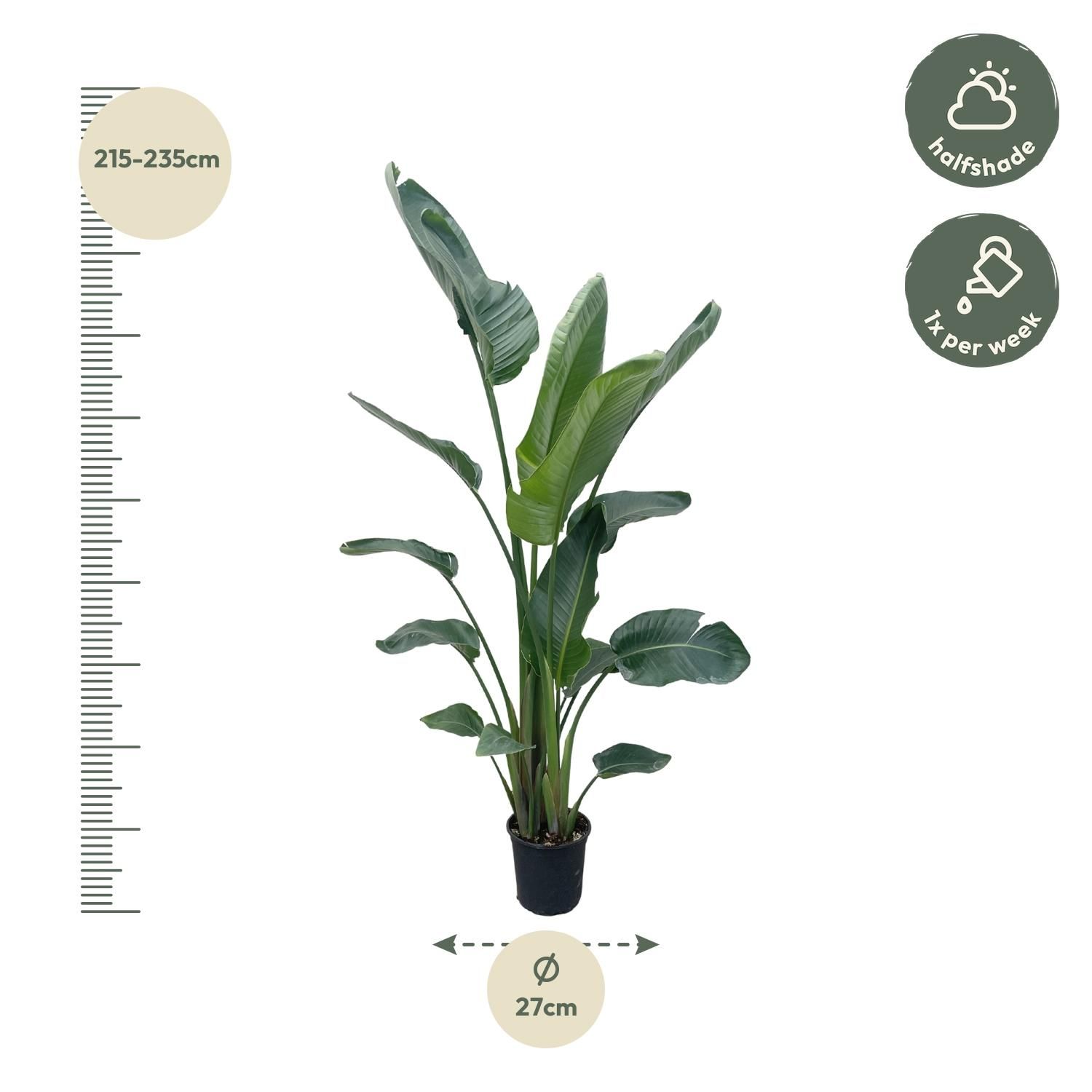 Strelitzia Nicolai Weiße Paradiesvogel Zimmerpflanze