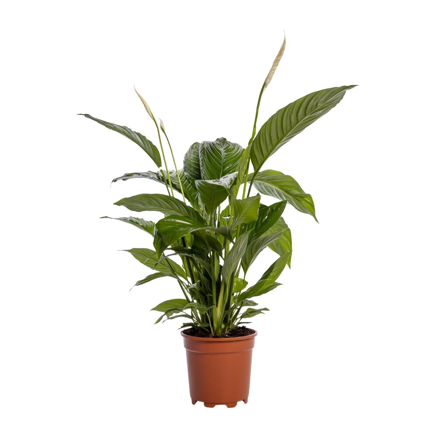 Spathiphyllum Bingo Cupido Friedenslilie