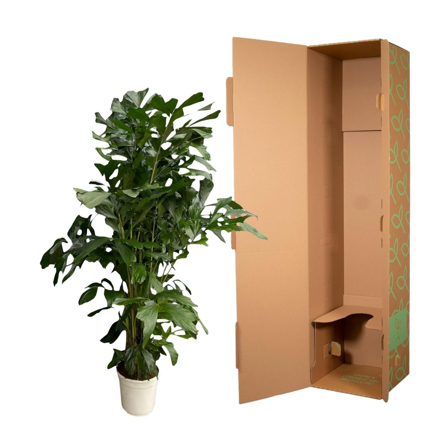 Caryota Mitis | Fächerpalme | pflegeleicht | Hohe Raumluftfeuchte