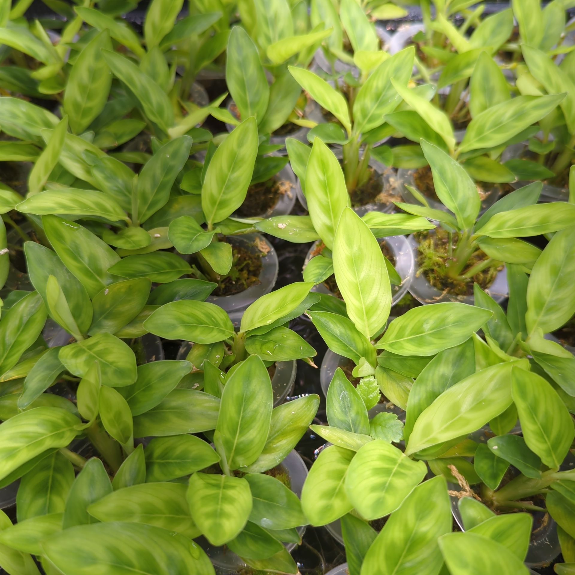 Calathea leopardina chrysobery + selbstbewässernder Übertopf