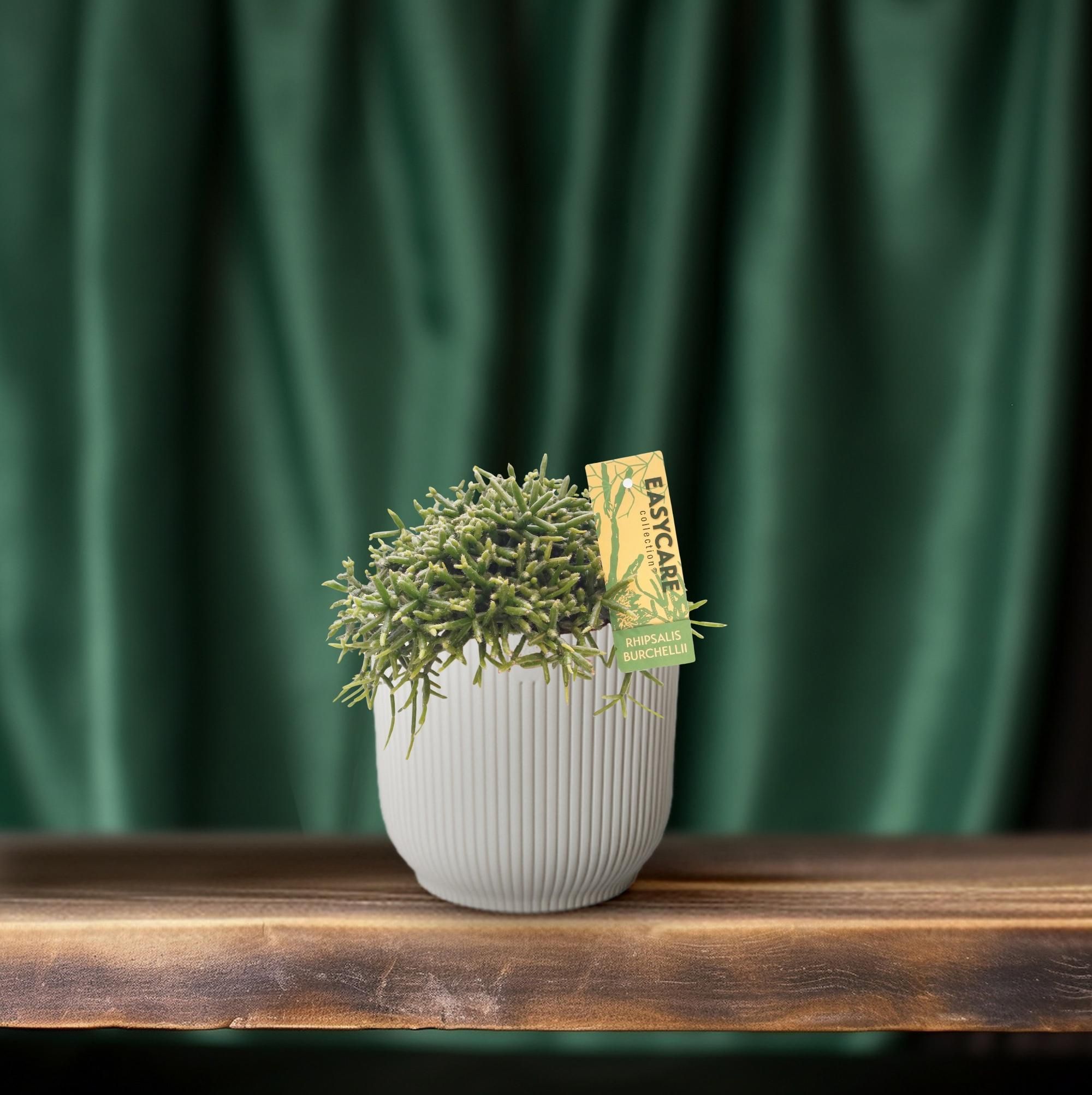 Rhipsalis Burchellii – eleganter Mistelkaktus für Innenräume