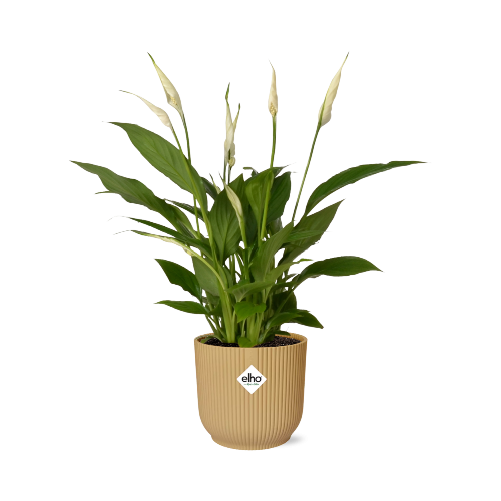 Friedenslilie Spathiphyllum Torelli in gelbem ELHO Vibes Fold Übertopf