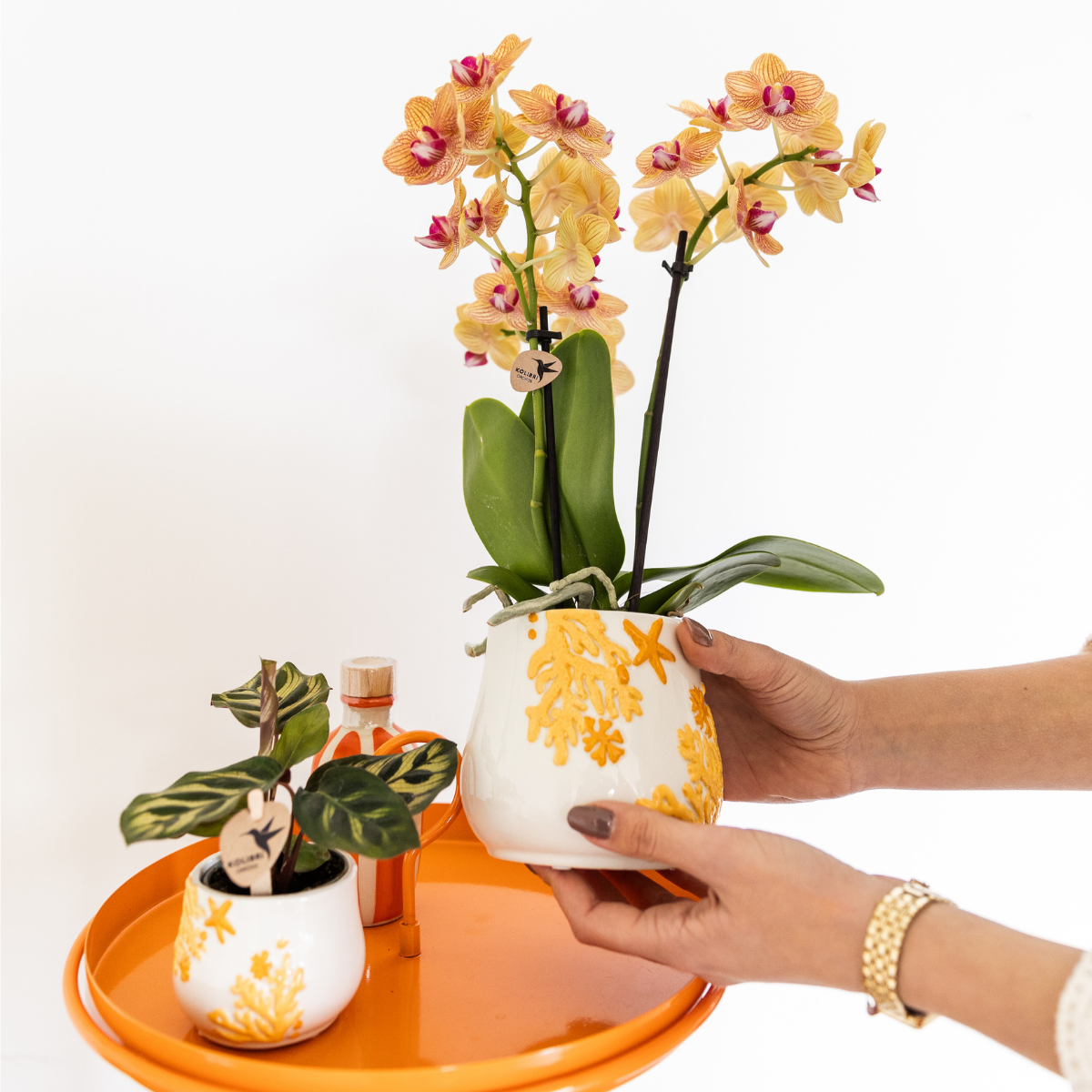 Kolibri Company Phalaenopsis Orchidee & Calathea Set in Orange