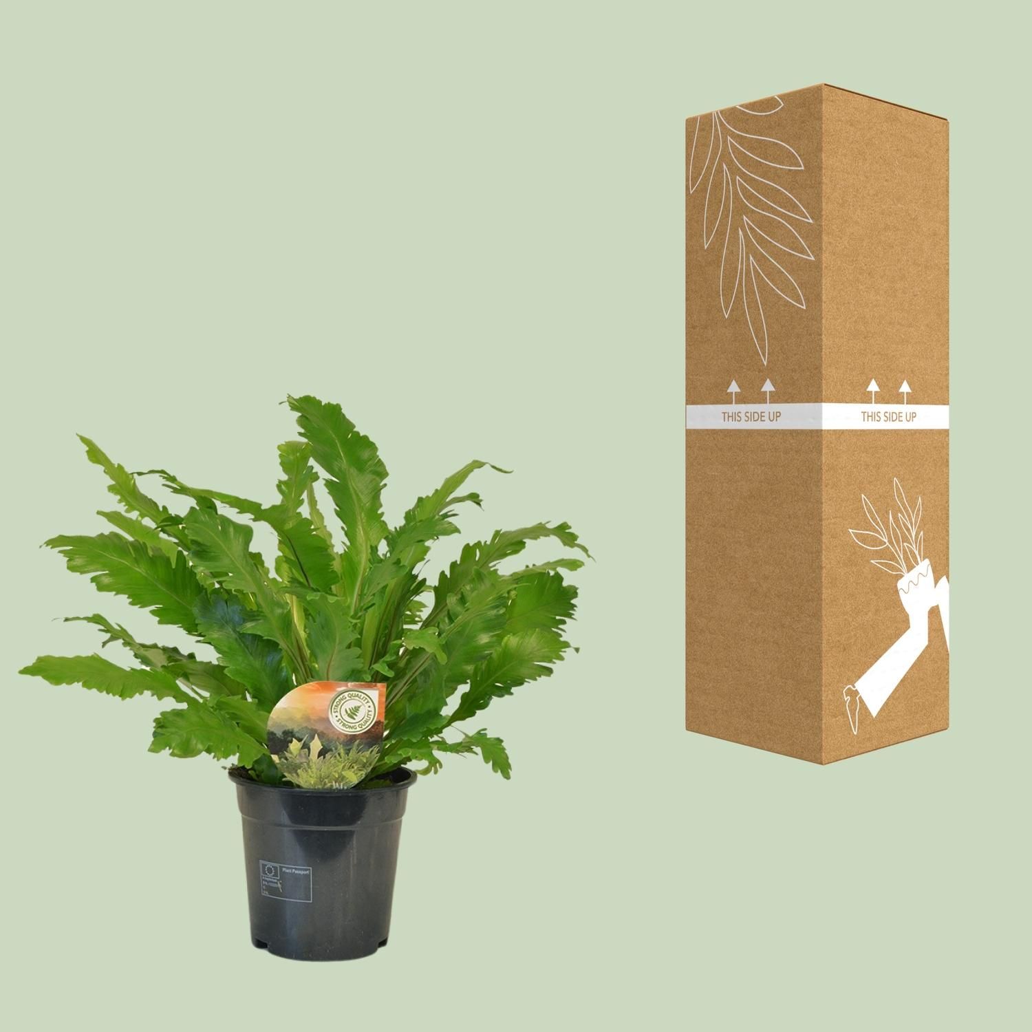 Asplenium Campio Zimmerfarn elegant