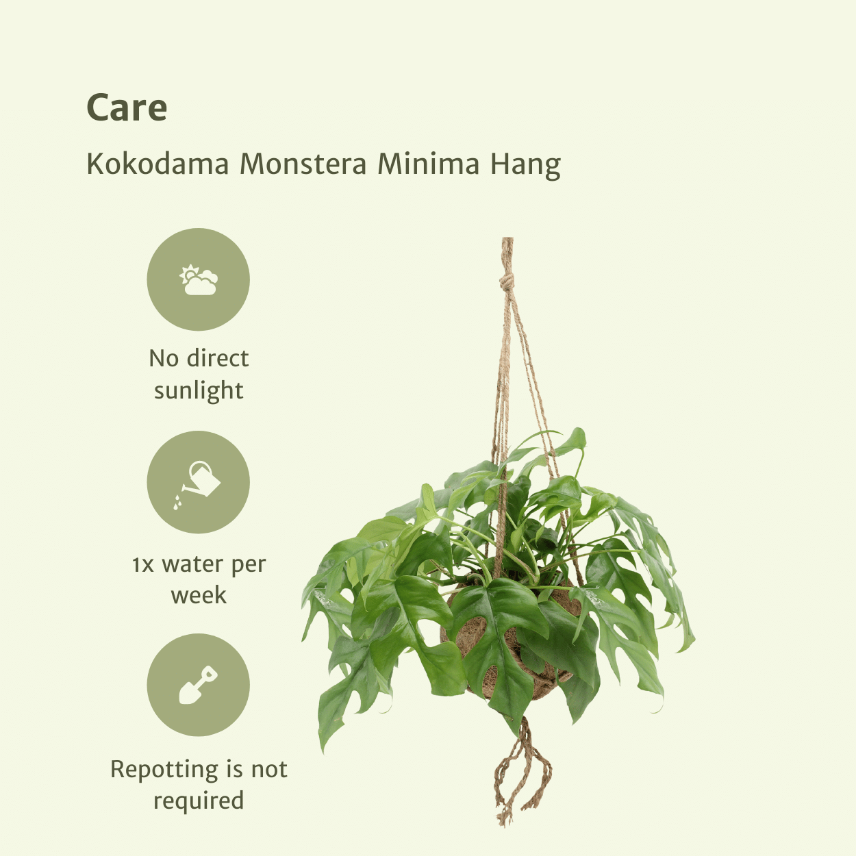 Monstera Minima Kokodama Hängetopf