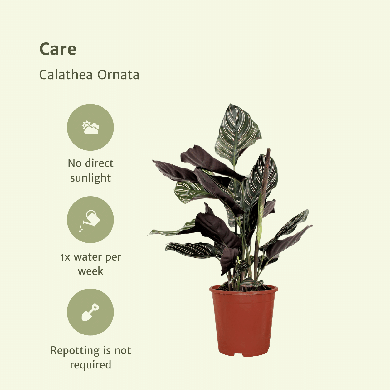 Calathea Ornata Zimmerpflanze