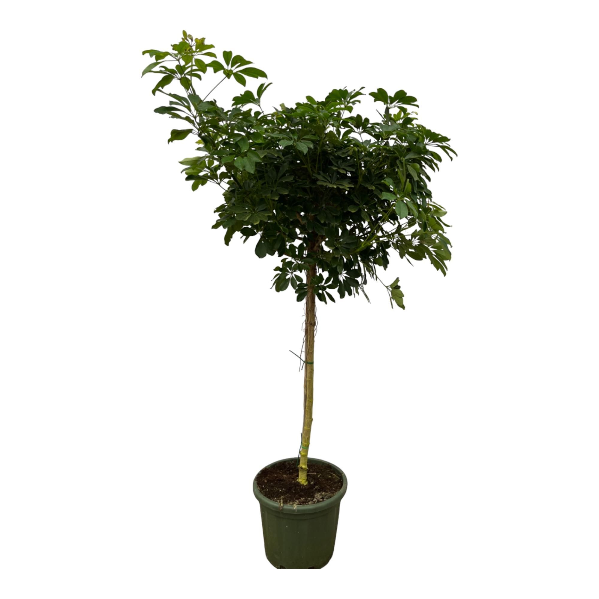 Schefflera Nora Zimmerpflanze mit üppigem Blattwerk