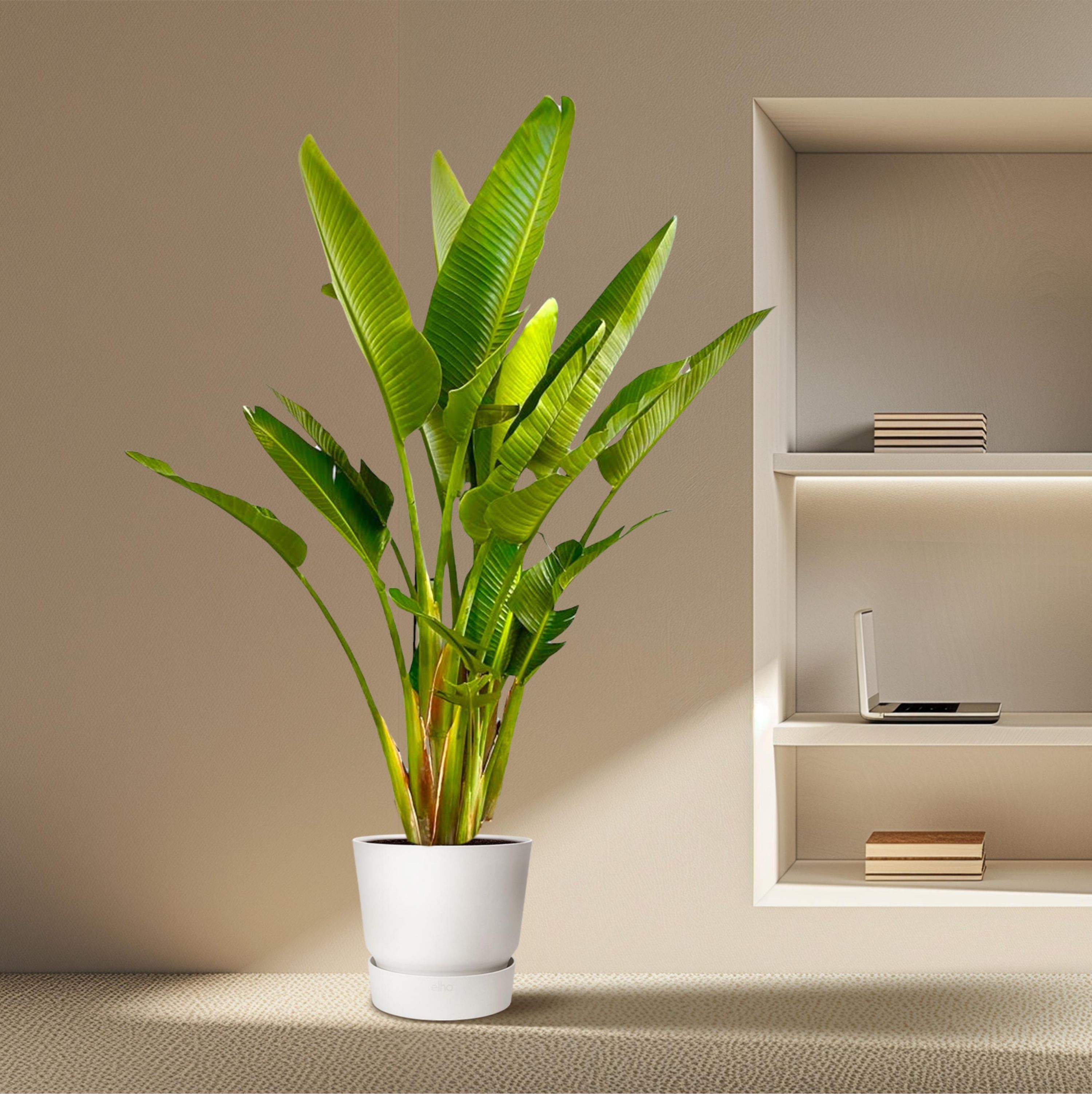 Strelitzia Augusta Weiße Paradiesvogel Pflanze