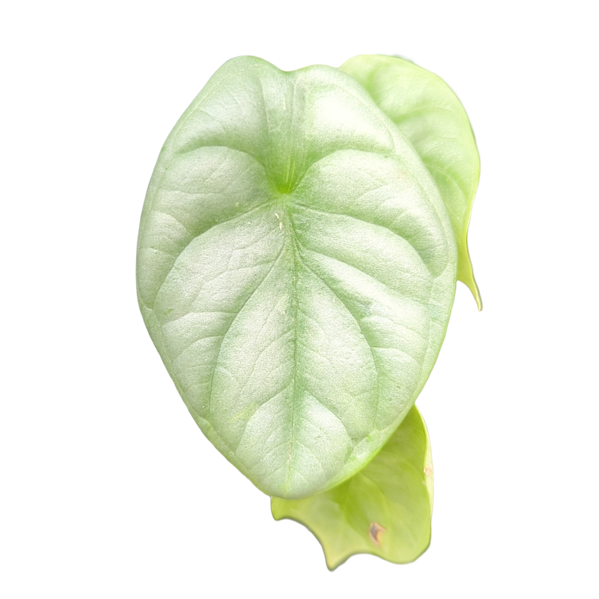 Alocasia baginda Silver Dragon + selbstbewässernder Übertopf