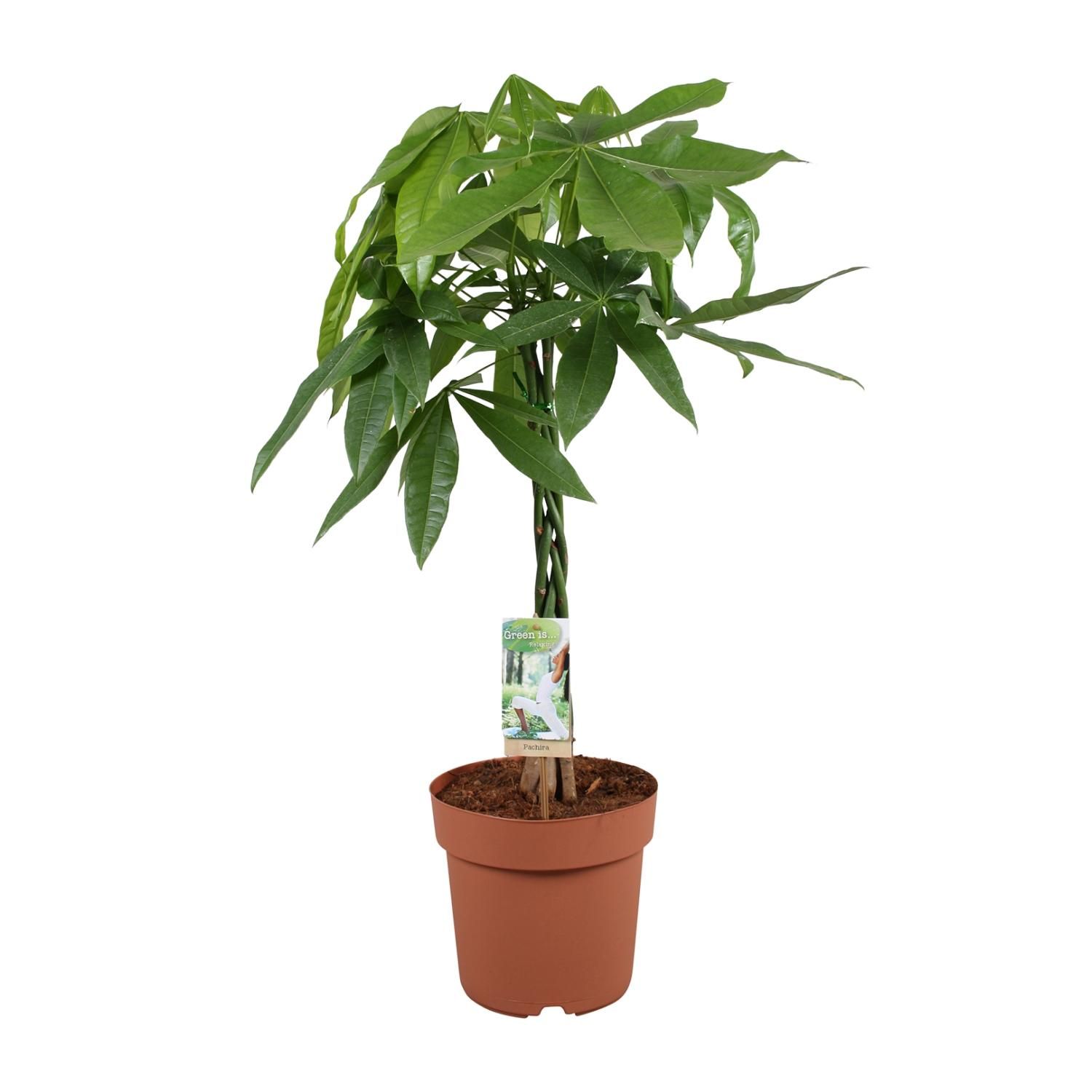Pachira Aquatica Zimmerpflanze