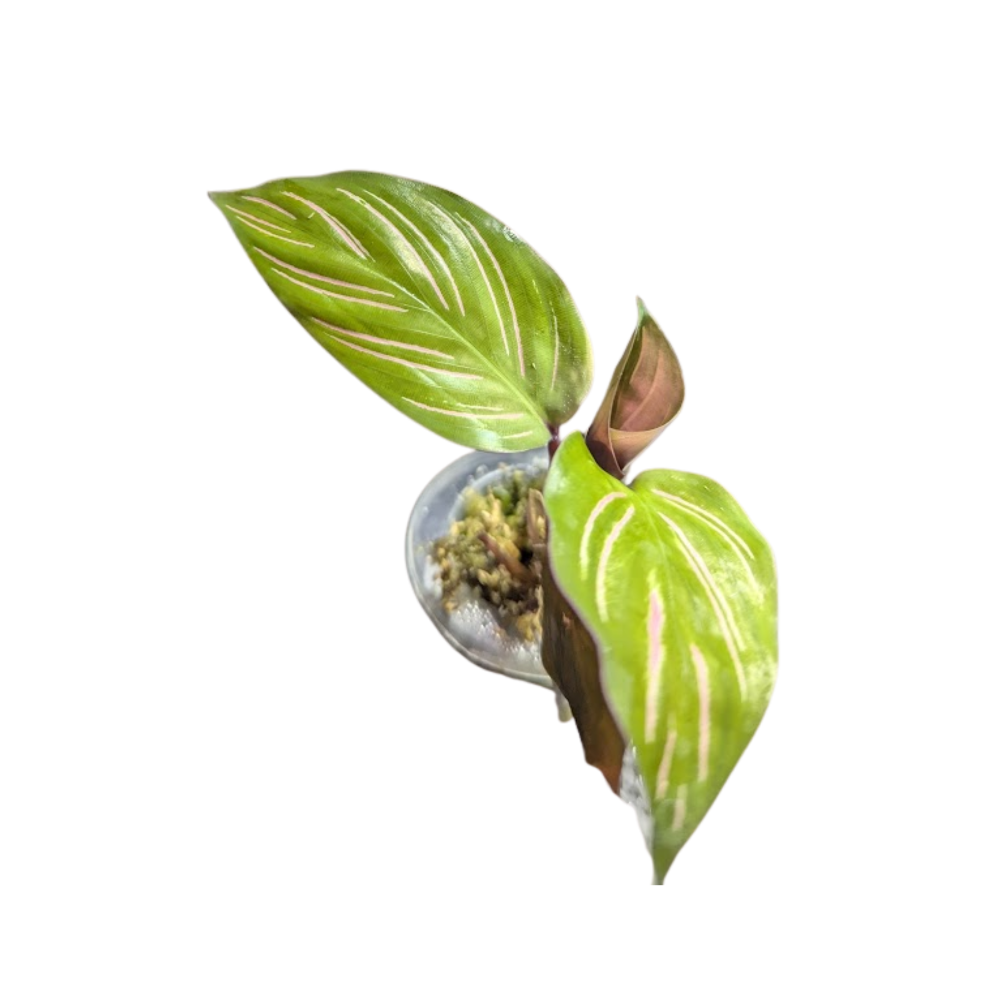 Baby Calathea ornata Beautiful star