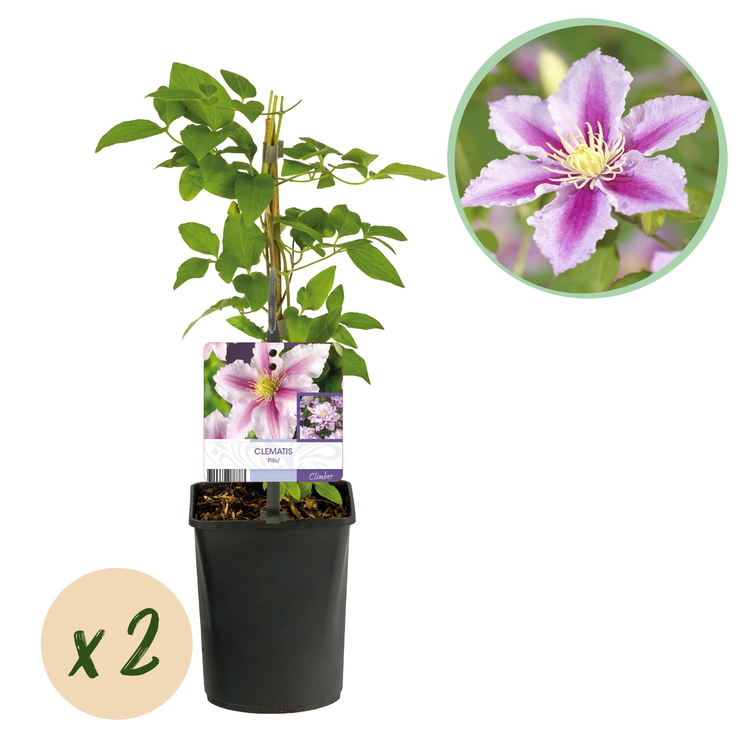 Clematis Piilu – Rosa Blüten | Wenig Pflege | 2 Pflanzen
