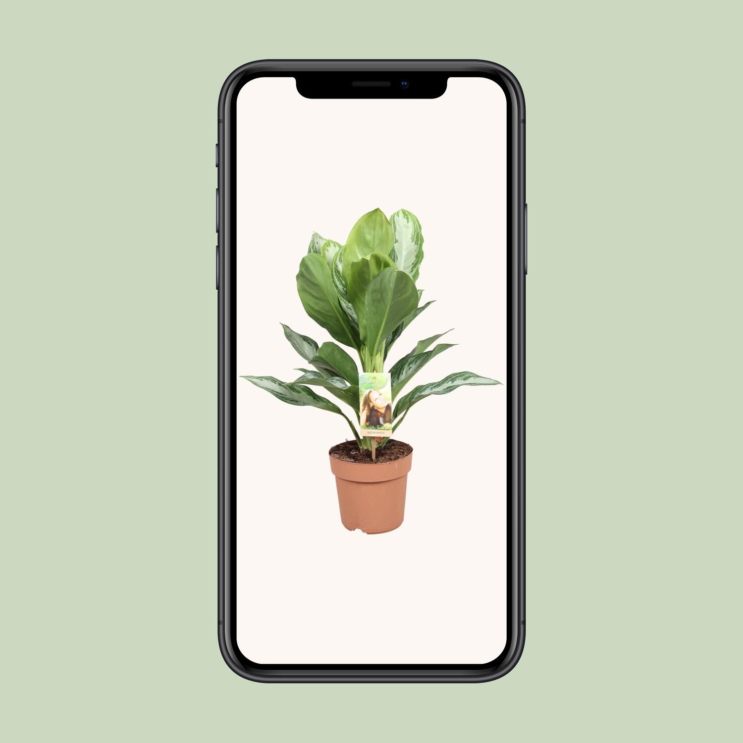 Aglaonema Silver Bay Zimmerpflanze