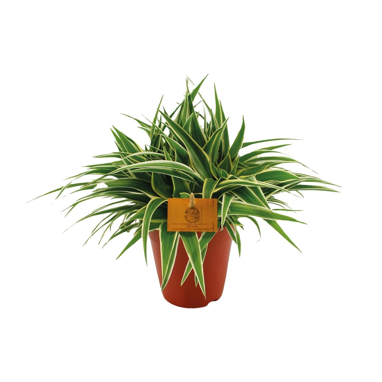 Chlorophytum Ocean Zimmerpflanze
